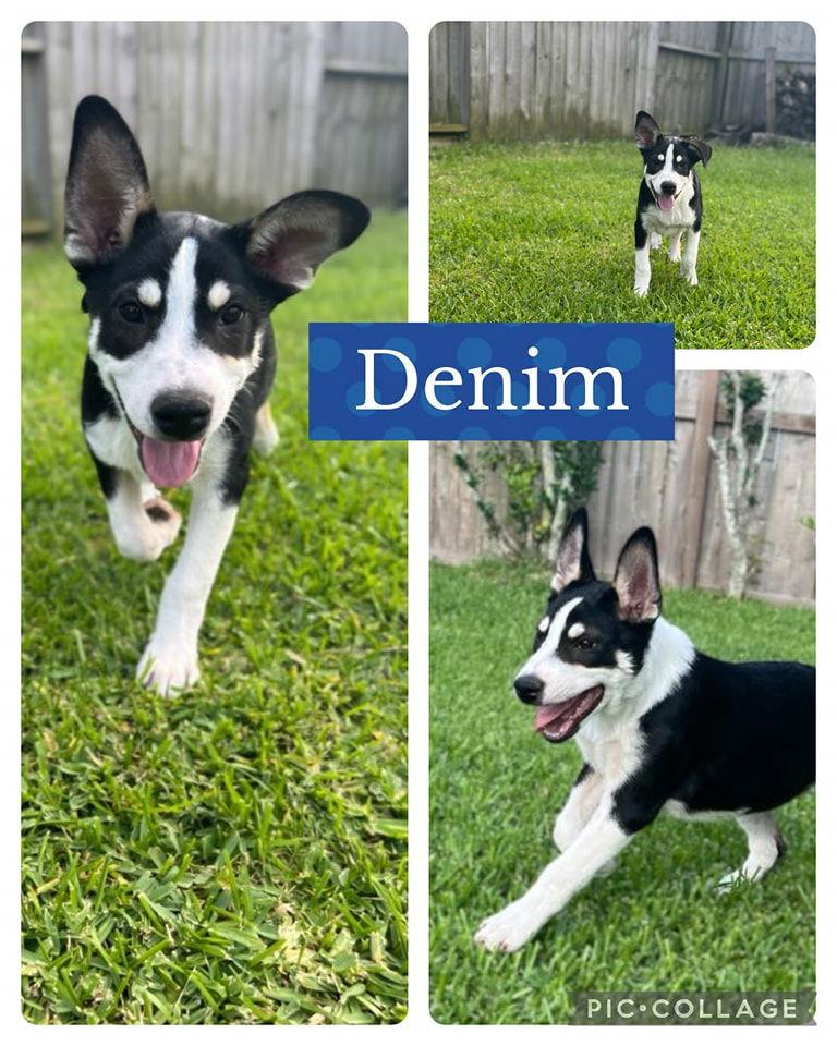 Heelers - Denim, a Adoptable mixed breed in Monticello, NY image 1/3