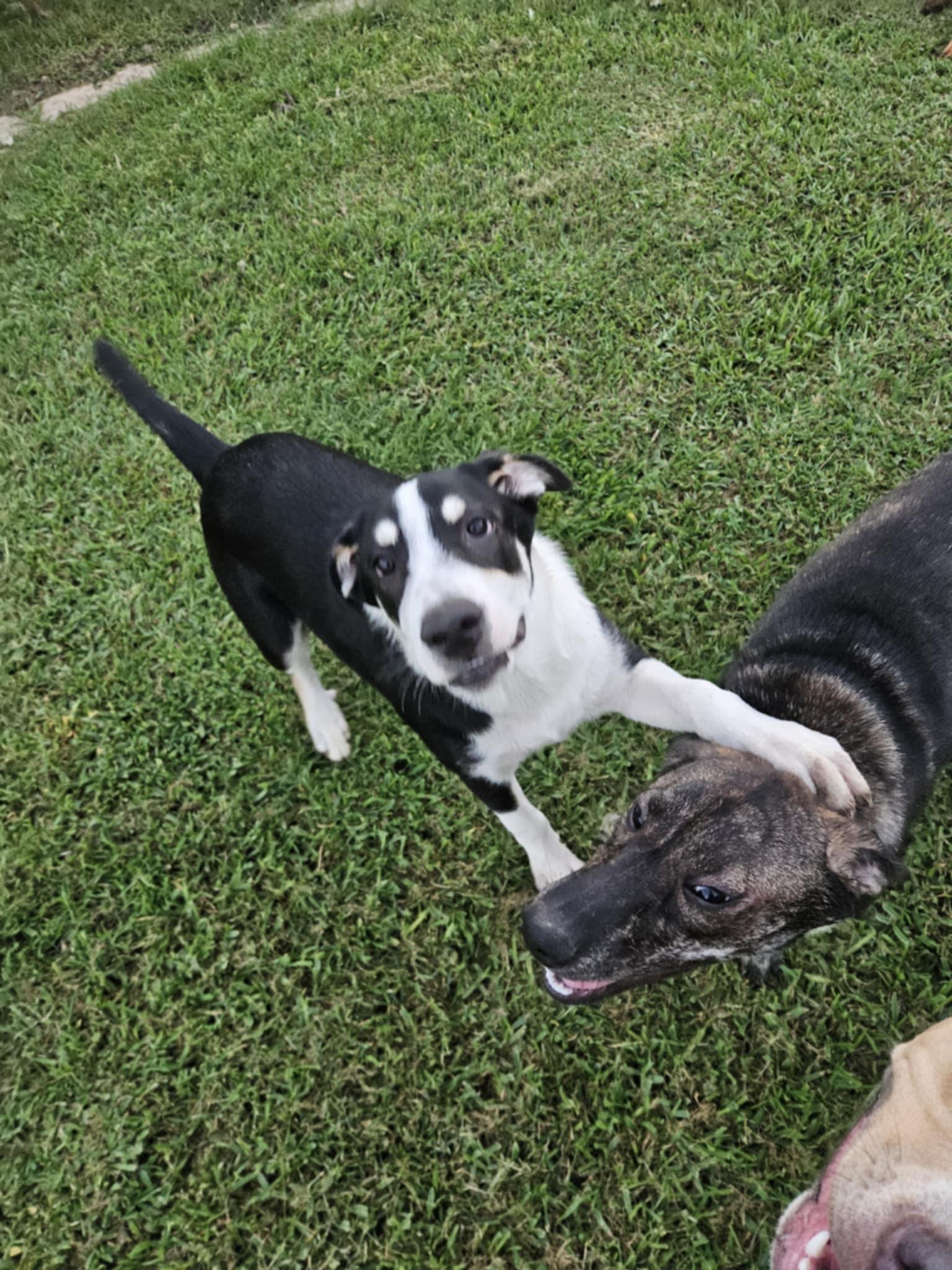 Heelers - Denim, a Adoptable mixed breed in Monticello, NY image 2/3