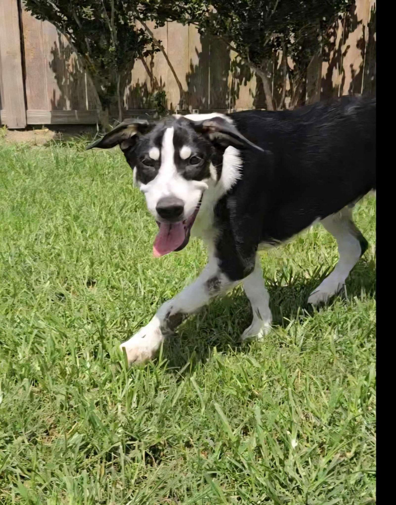 Heelers - Denim, a Adoptable mixed breed in Monticello, NY image 3/3