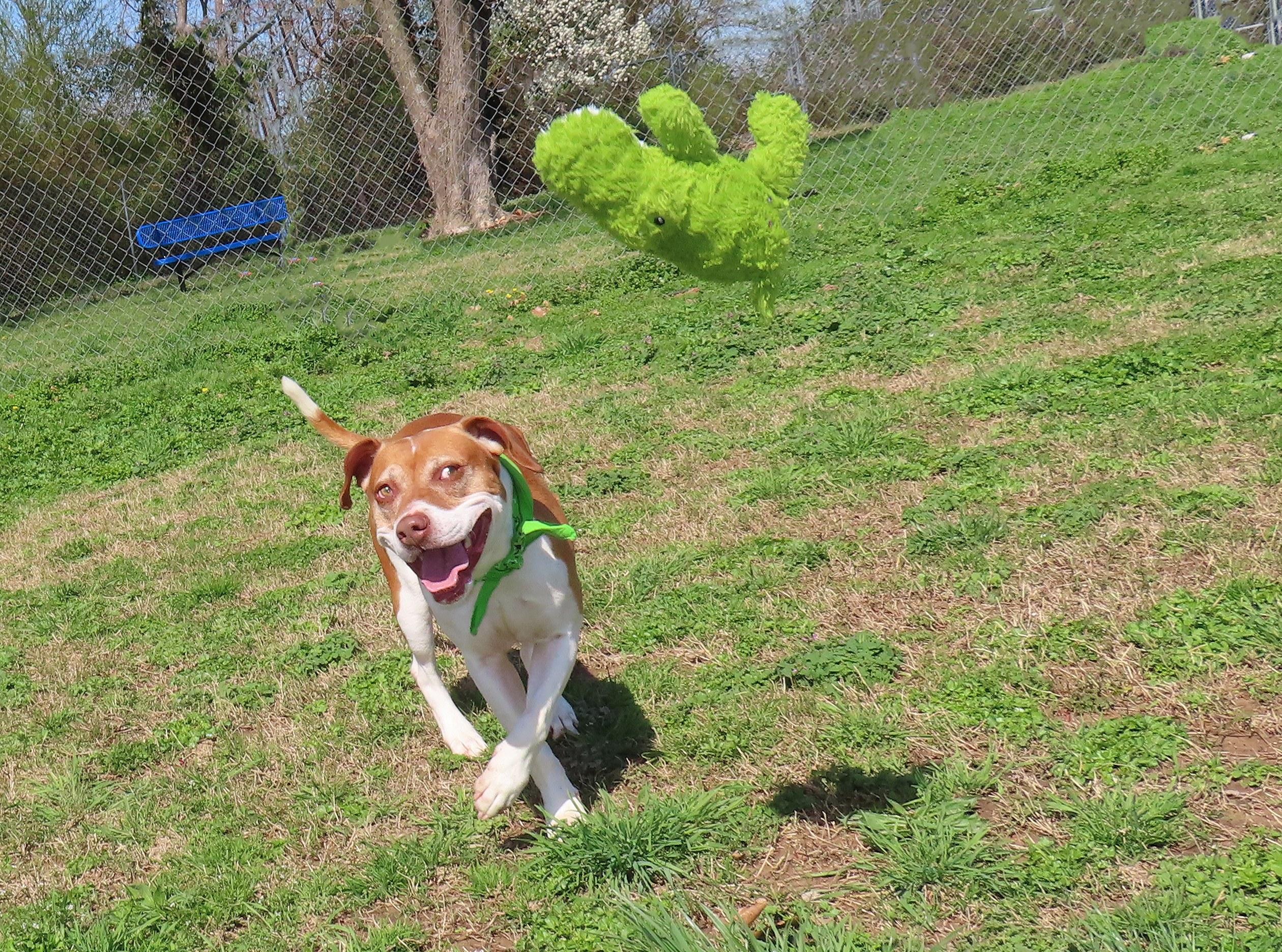 Enlarge Kipp  26C-50, a ADOPTABLE mixed breed in Rogers, AR image 2/5
