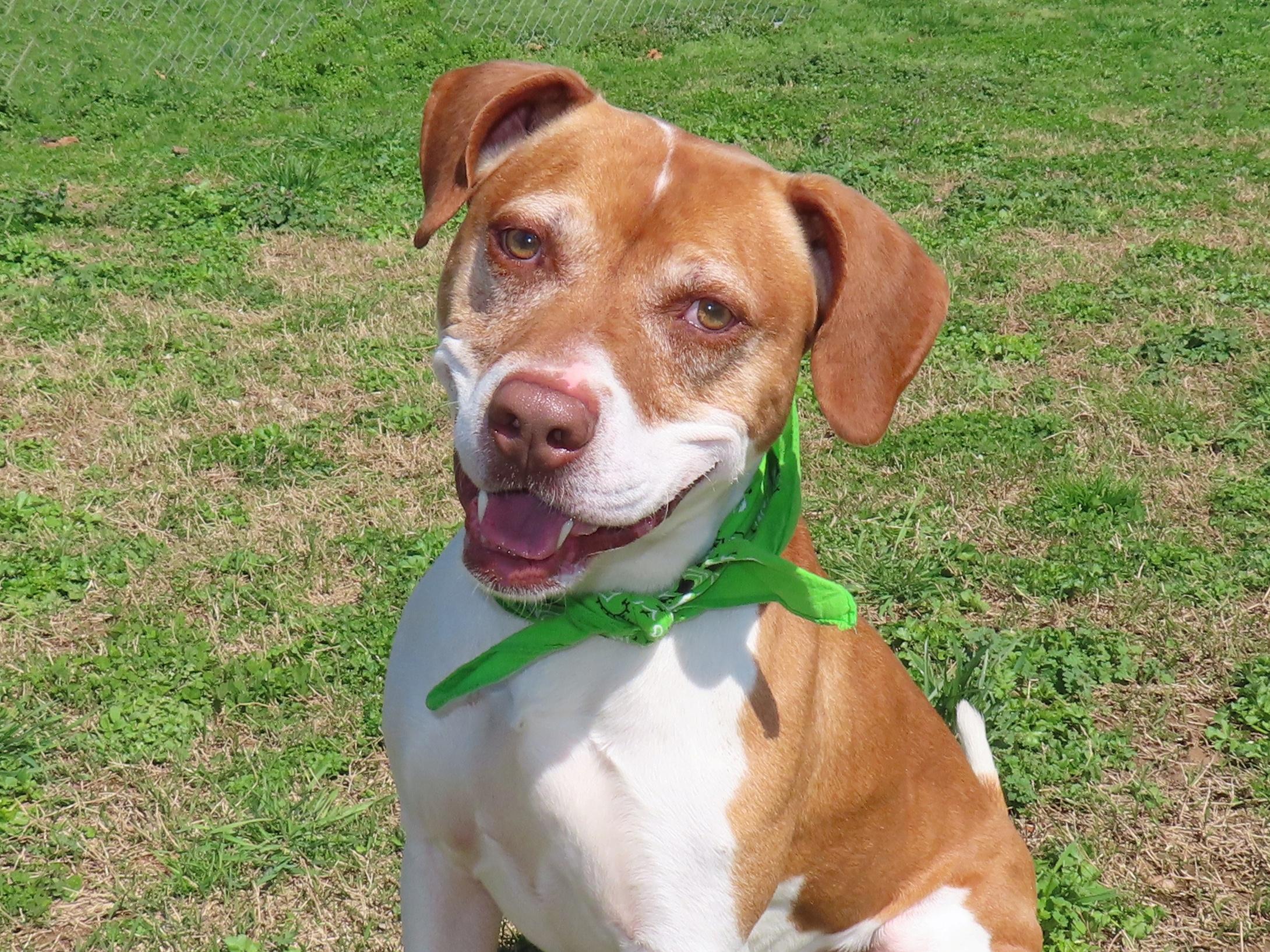 Enlarge Kipp  26C-50, a ADOPTABLE mixed breed in Rogers, AR image 1/5