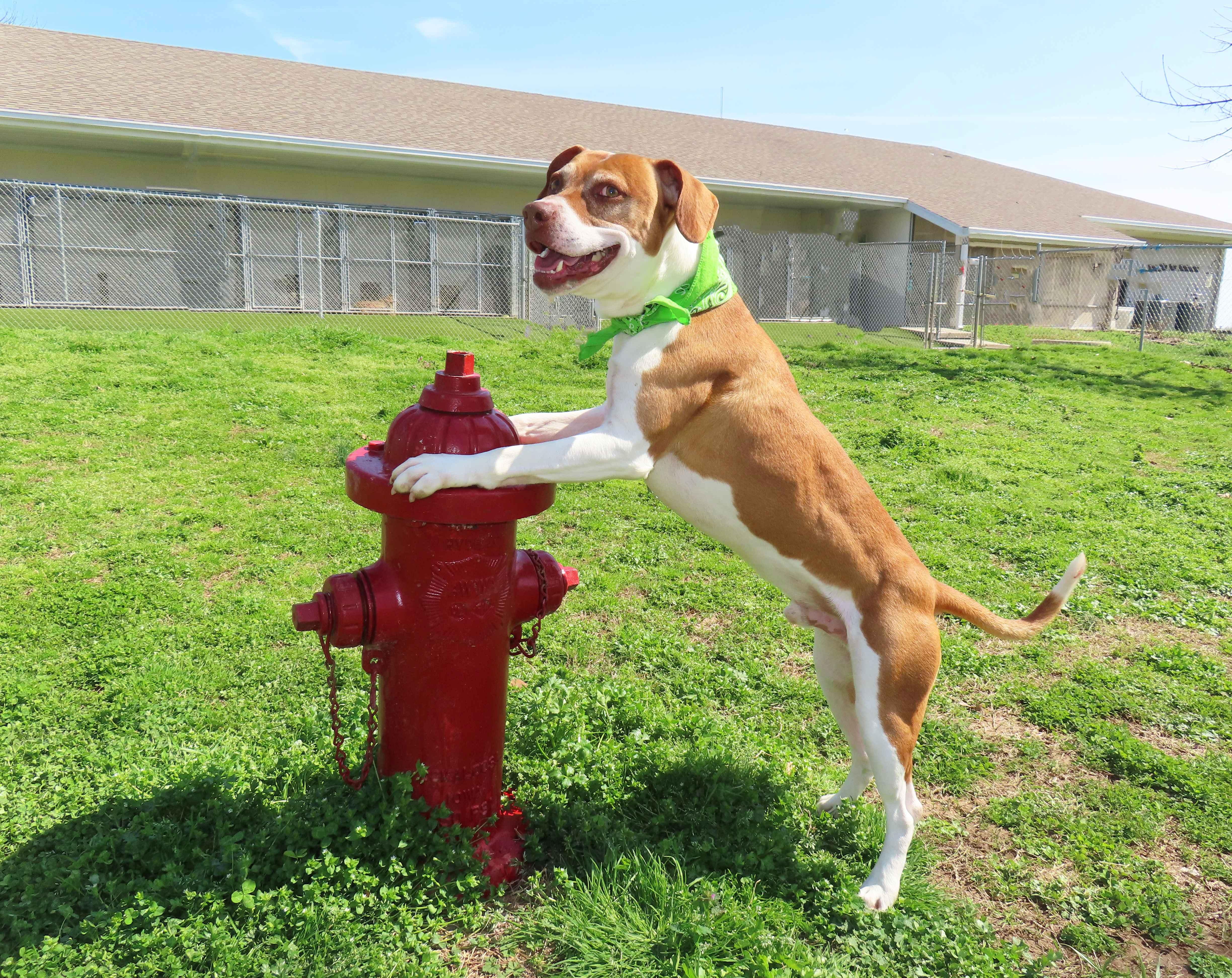 Enlarge Kipp  26C-50, a ADOPTABLE mixed breed in Rogers, AR image 5/5