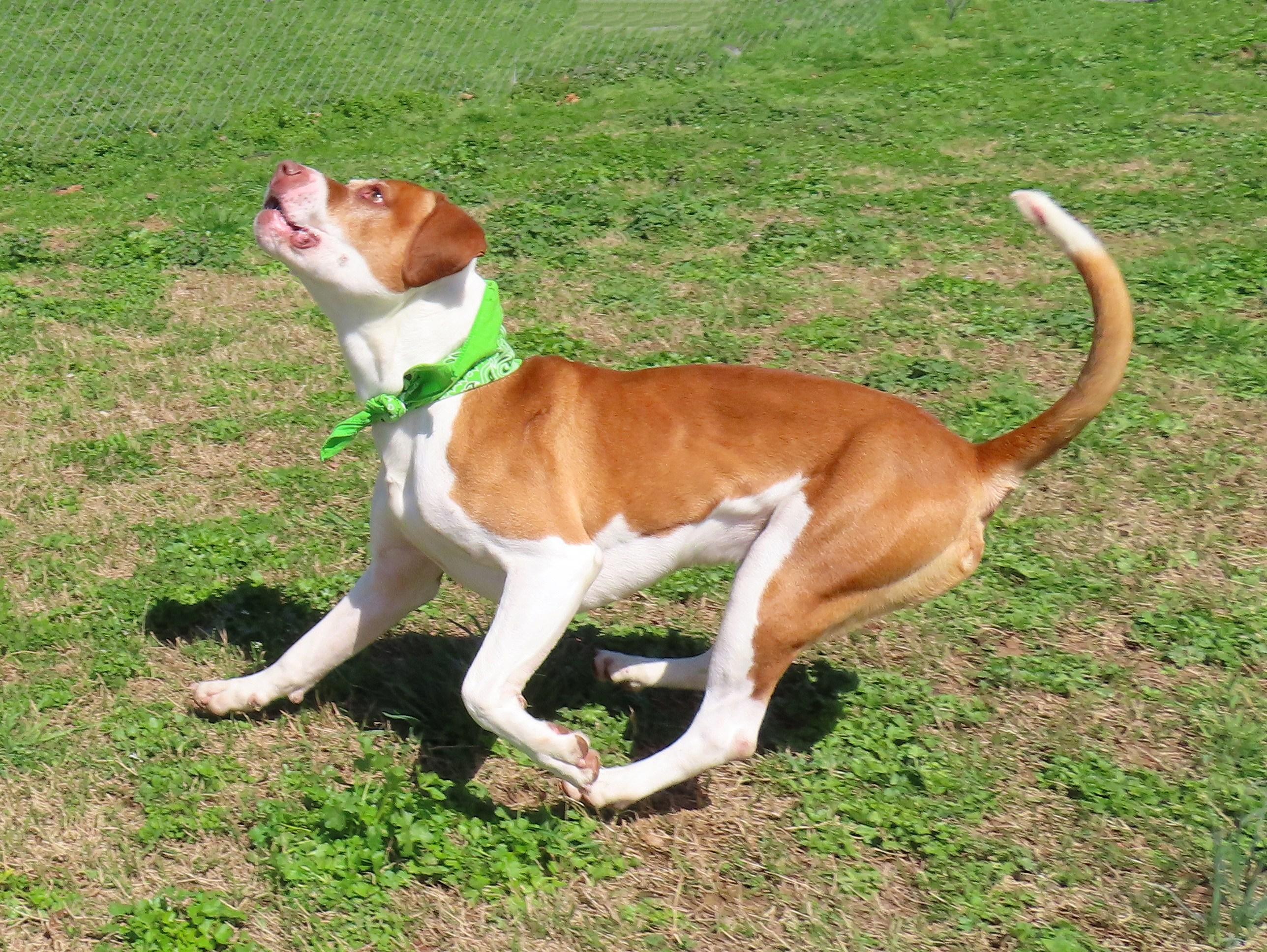 Enlarge Kipp  26C-50, a ADOPTABLE mixed breed in Rogers, AR image 4/5