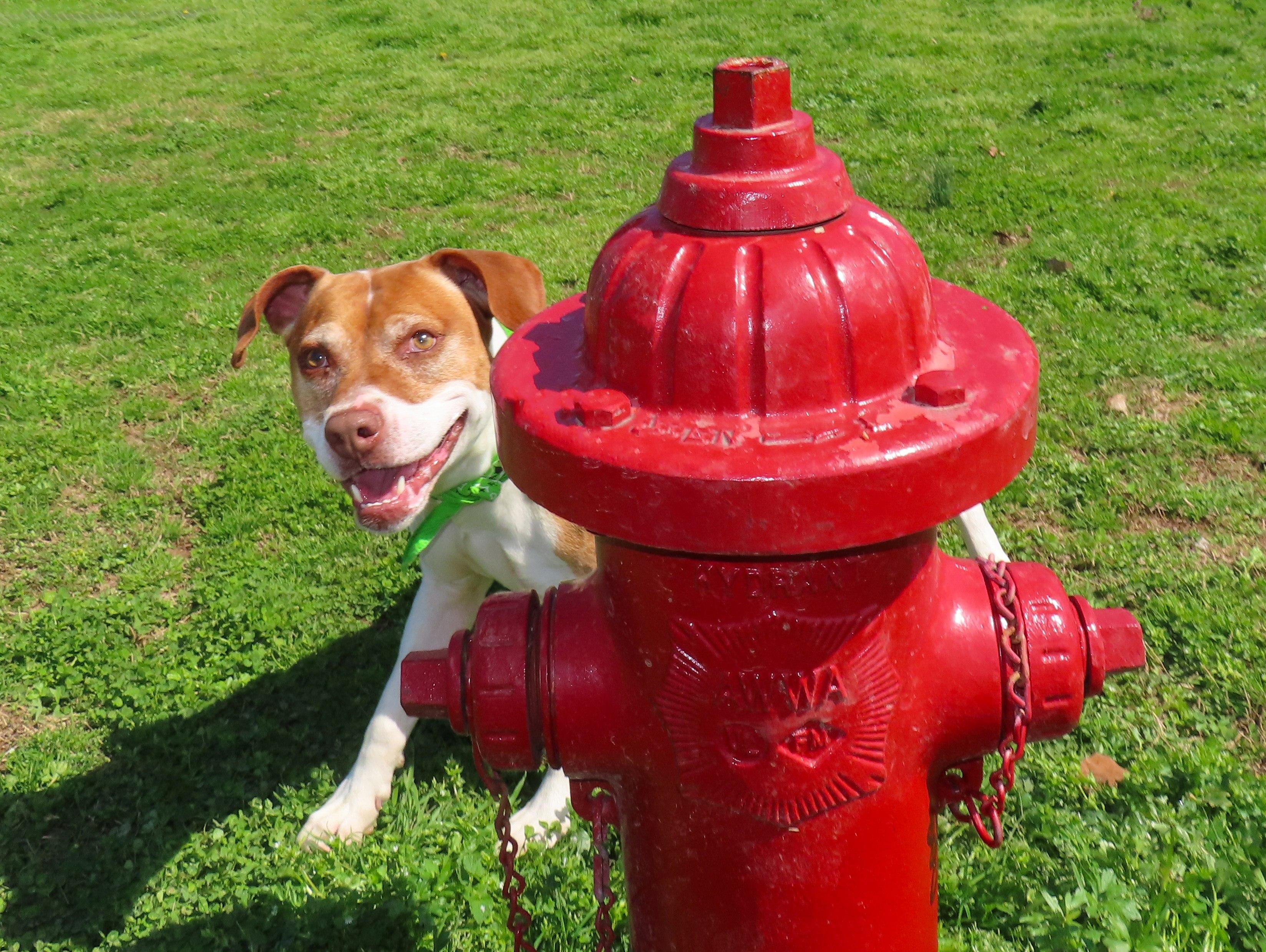 Enlarge Kipp  26C-50, a ADOPTABLE mixed breed in Rogers, AR image 3/5