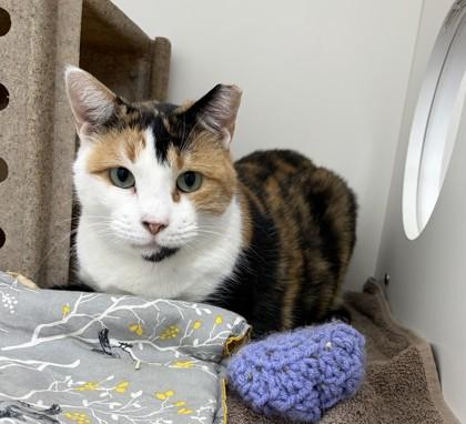 Dove, Adoptable, Senior Female Domestic Short Hair & Domestic Short Hair.