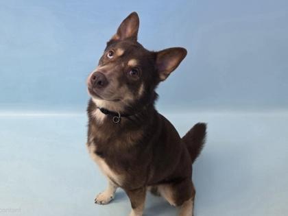 Pogo, Adoptable, Adult Male Husky & Cattle Dog.