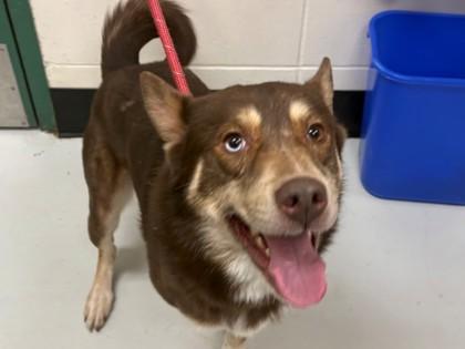 Enlarge Pogo, a Adoptable mixed breed in Woodbury, MN image 2/2