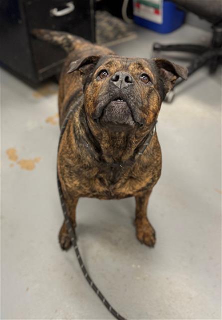 ROSIE, Adoptable, Senior Female Pit Bull Terrier & Mixed Breed.