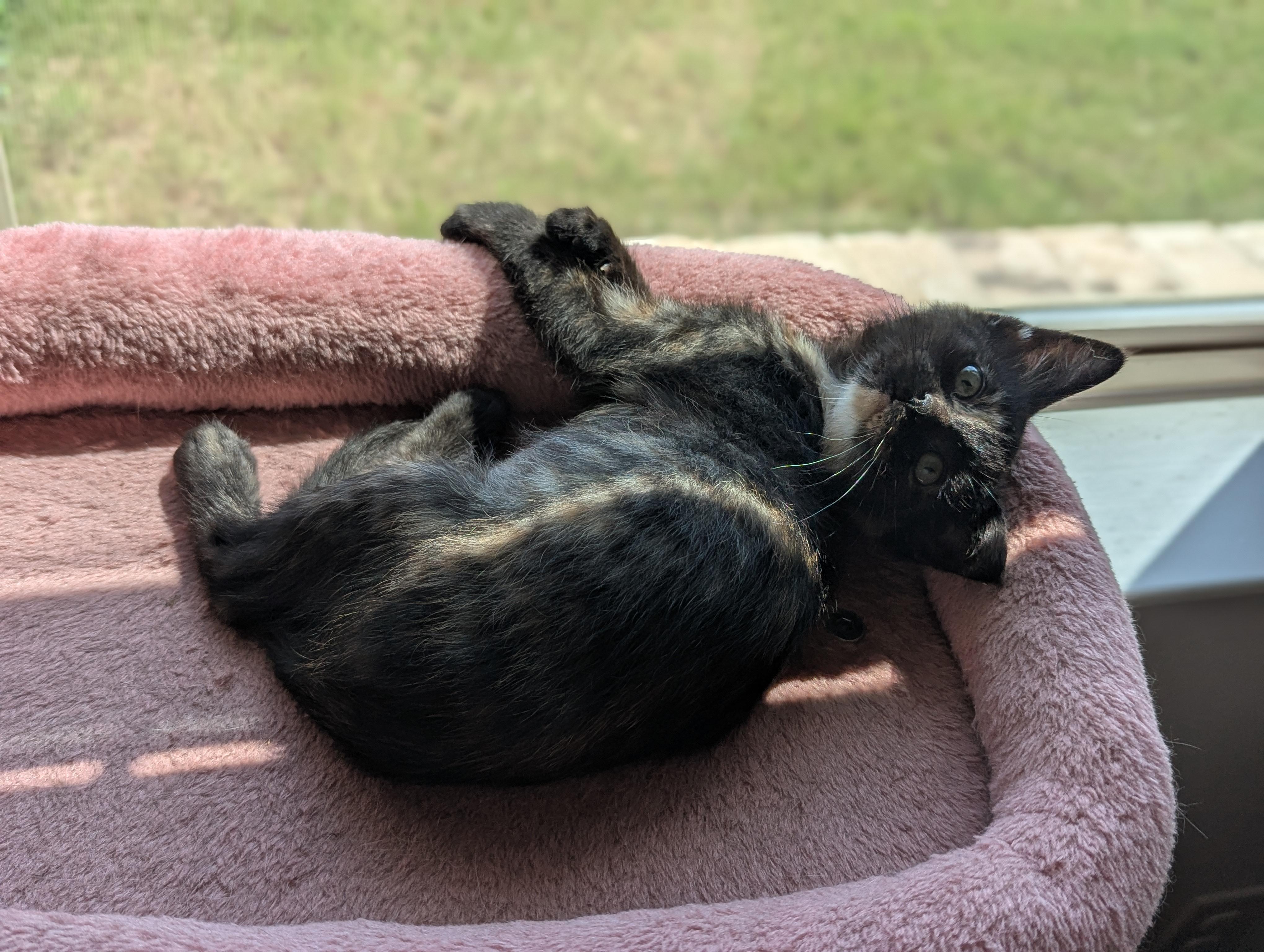 Donut, an adoptable Domestic Short Hair in Fort Worth, TX image 6/6