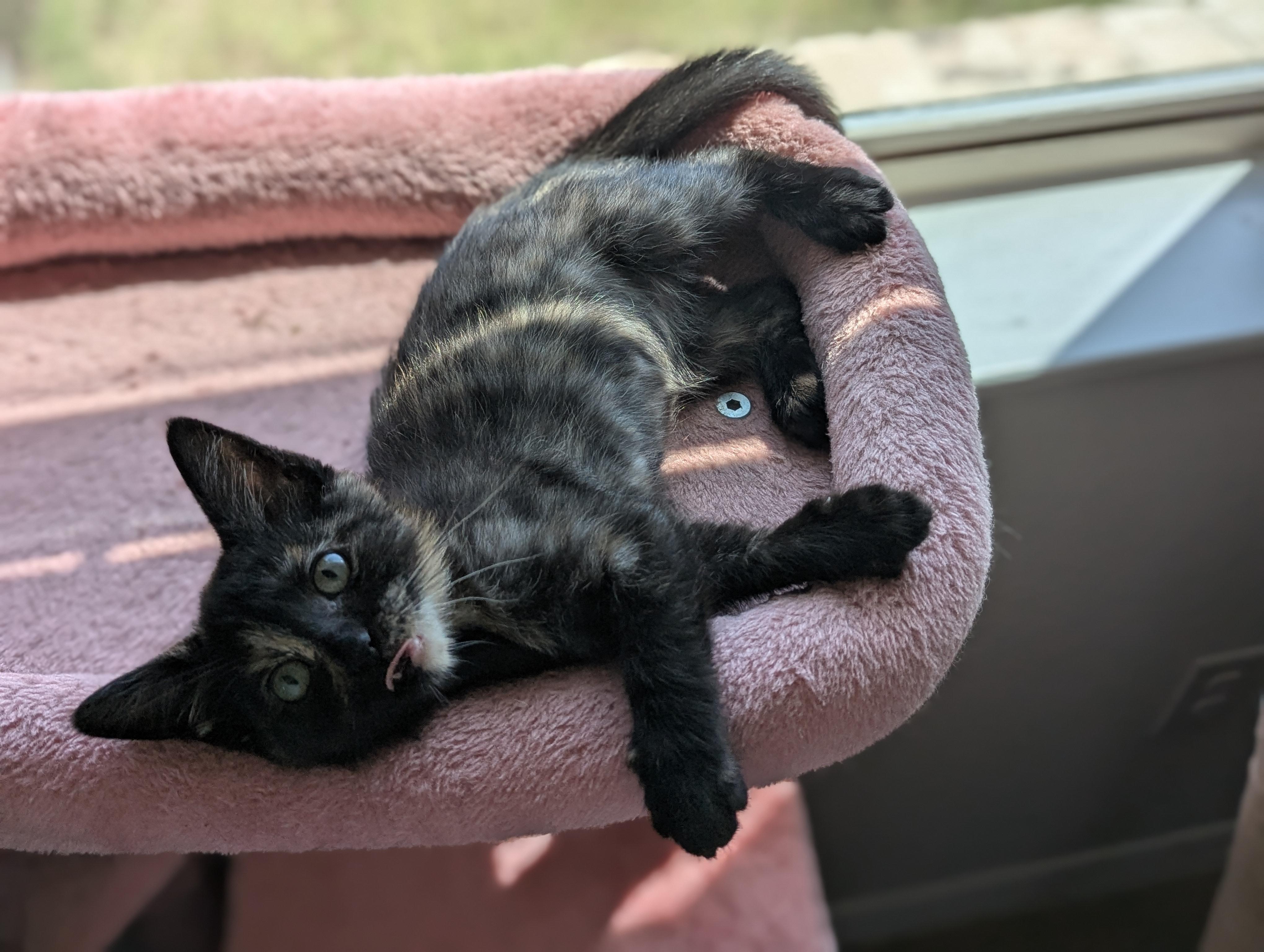 Donut, an adoptable Domestic Short Hair in Fort Worth, TX image 5/6