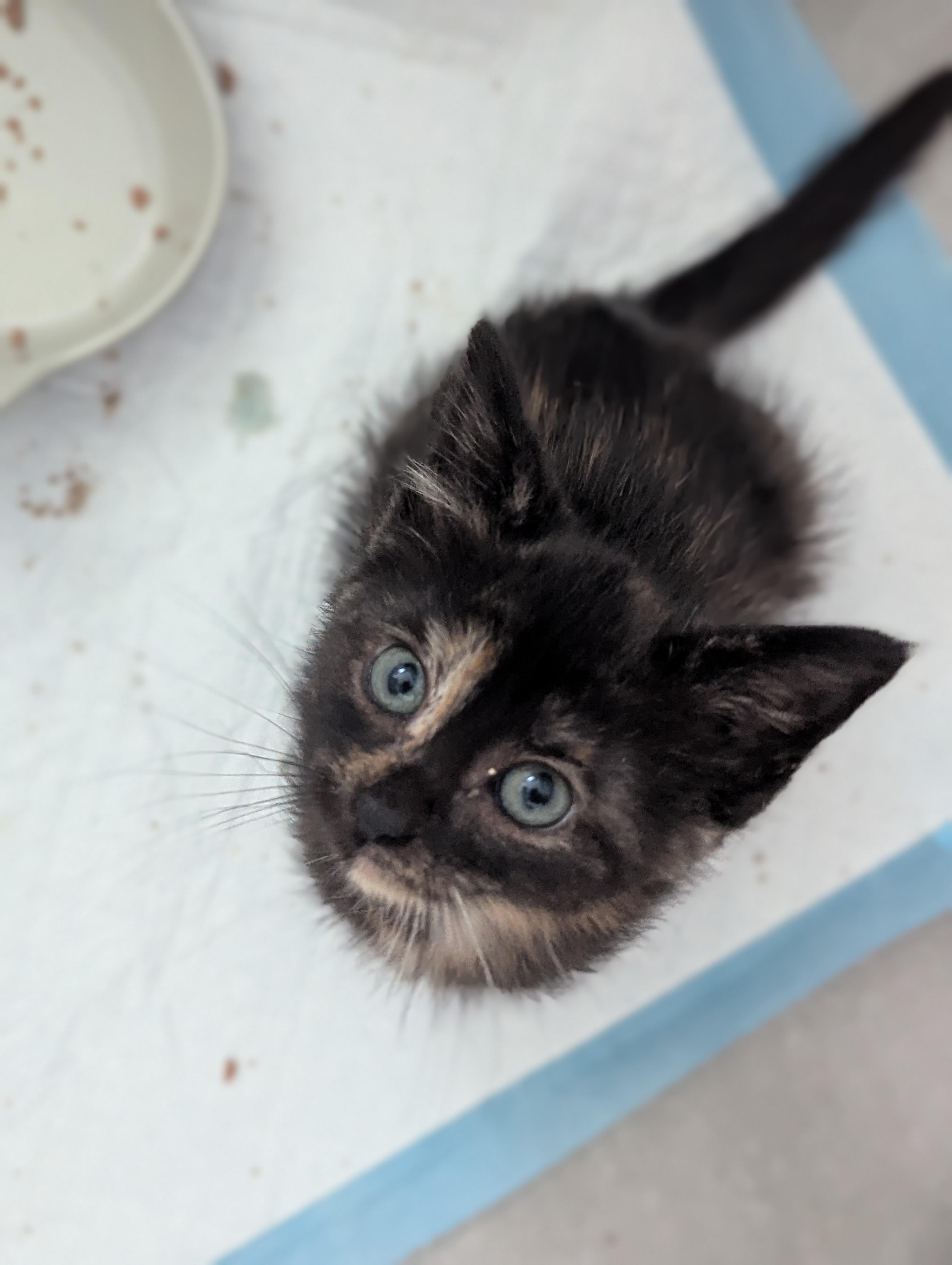 Donut, an adoptable Domestic Short Hair in Fort Worth, TX image 3/6