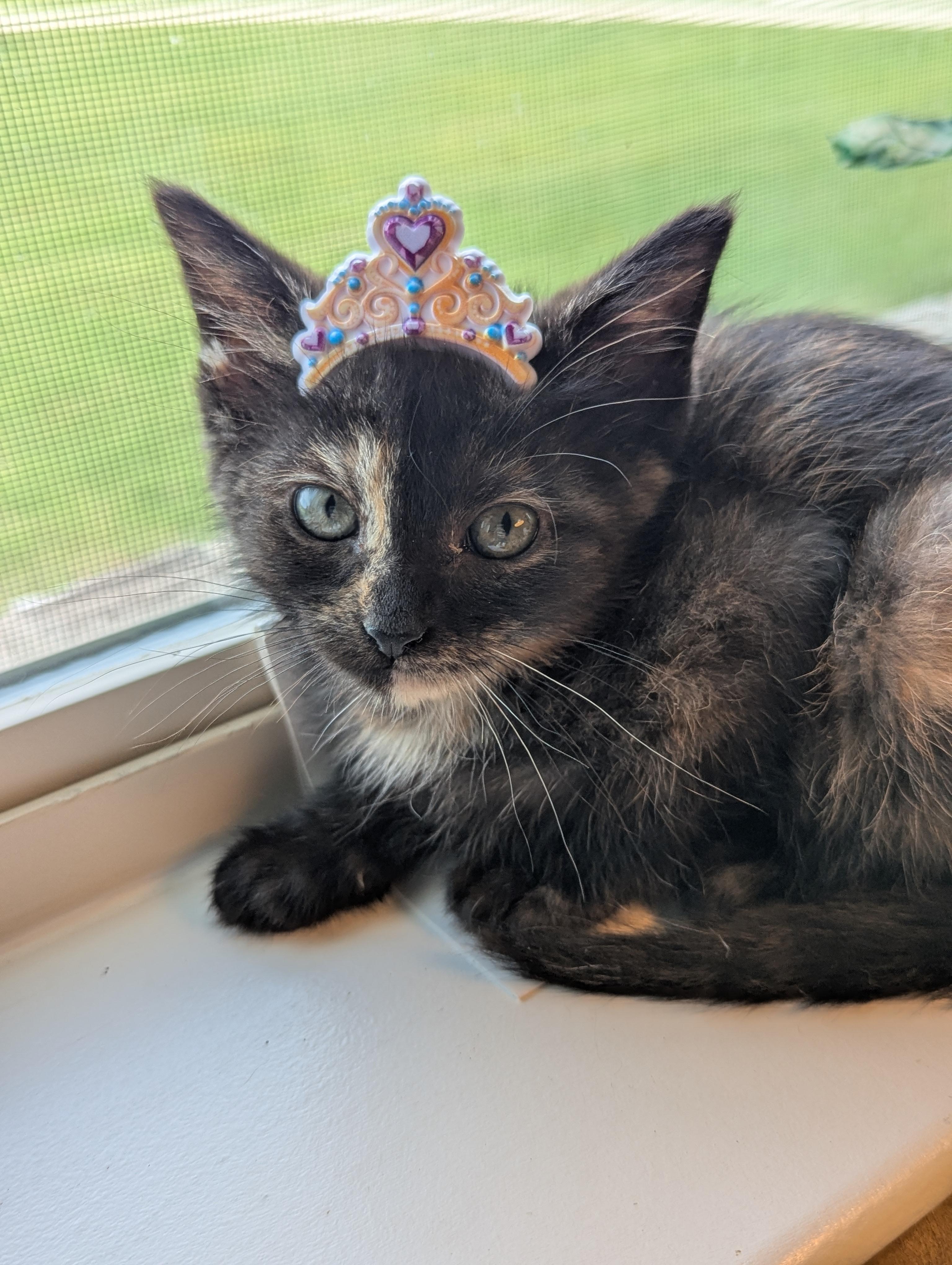 Donut, an adoptable Domestic Short Hair in Fort Worth, TX image 1/6