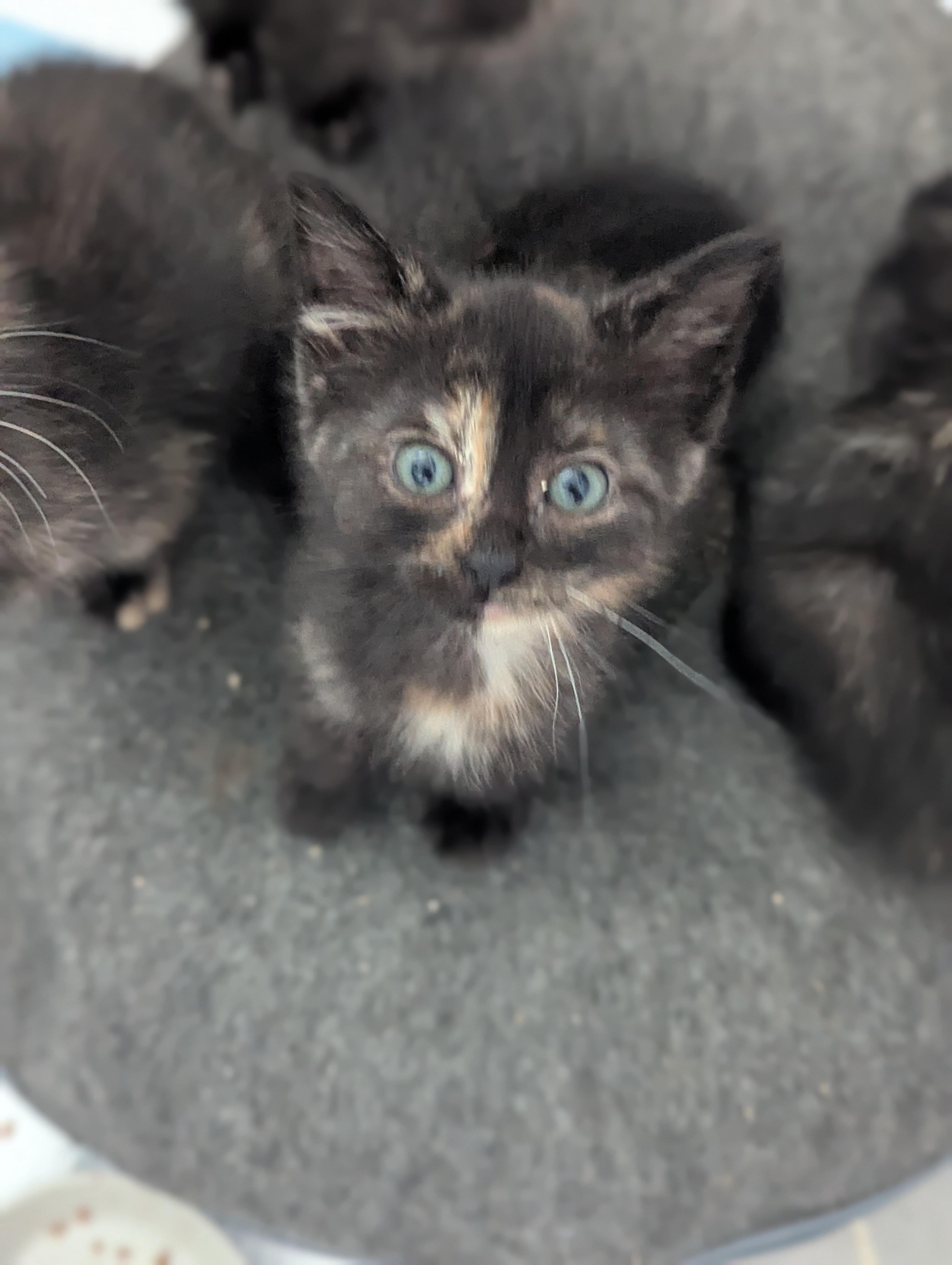 Donut, an adoptable Domestic Short Hair in Fort Worth, TX image 2/6