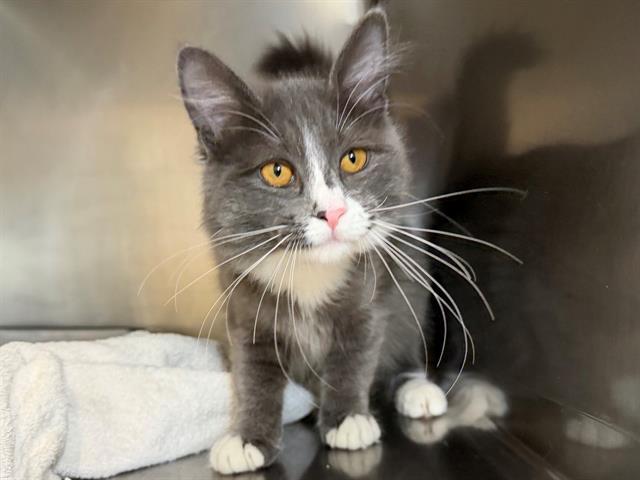 Enlarge WINNIE, a Adoptable Domestic Long Hair in Santa Rosa, CA image 1/1