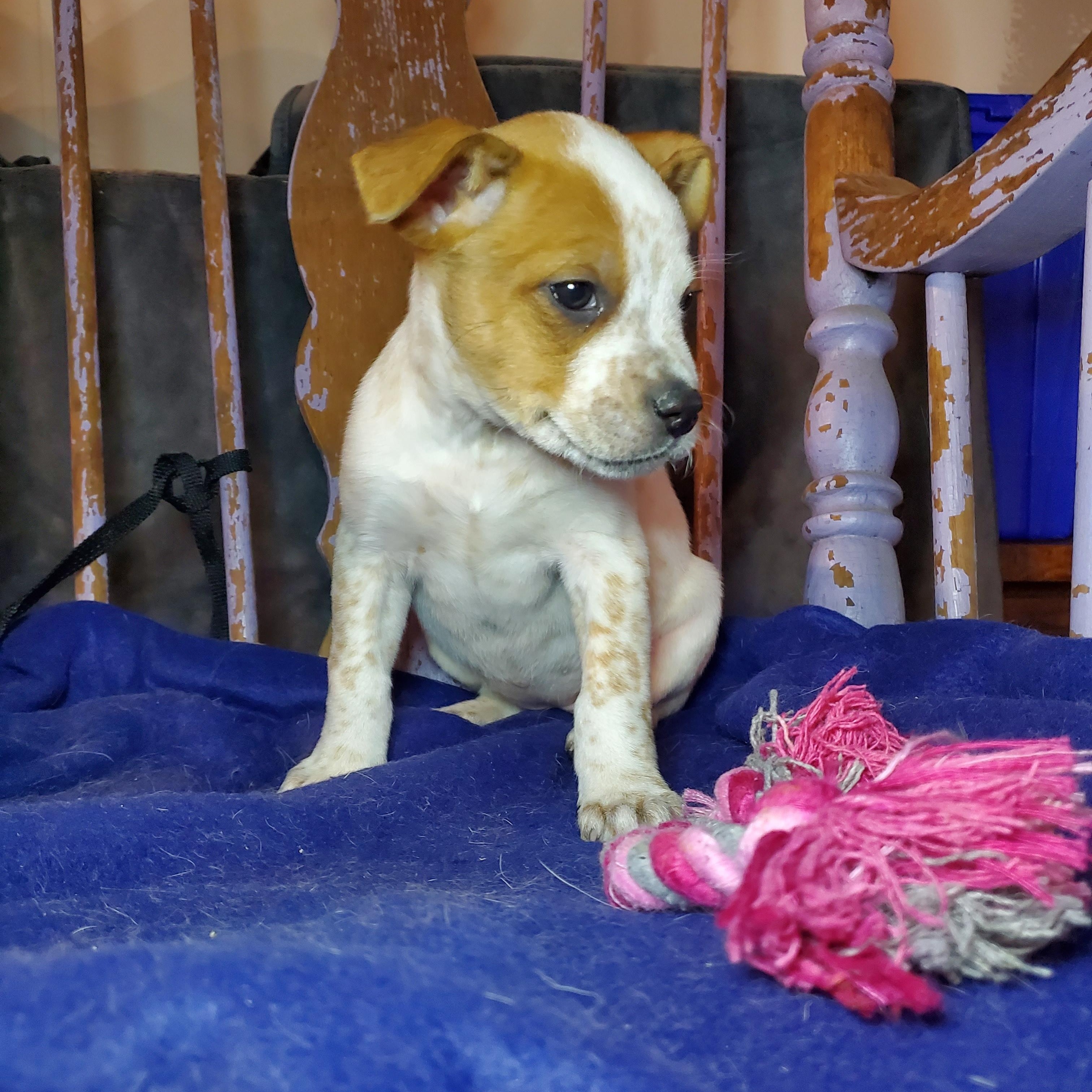 Enlarge Jan, a Adoptable mixed breed in Blairstown, NJ image 3/6