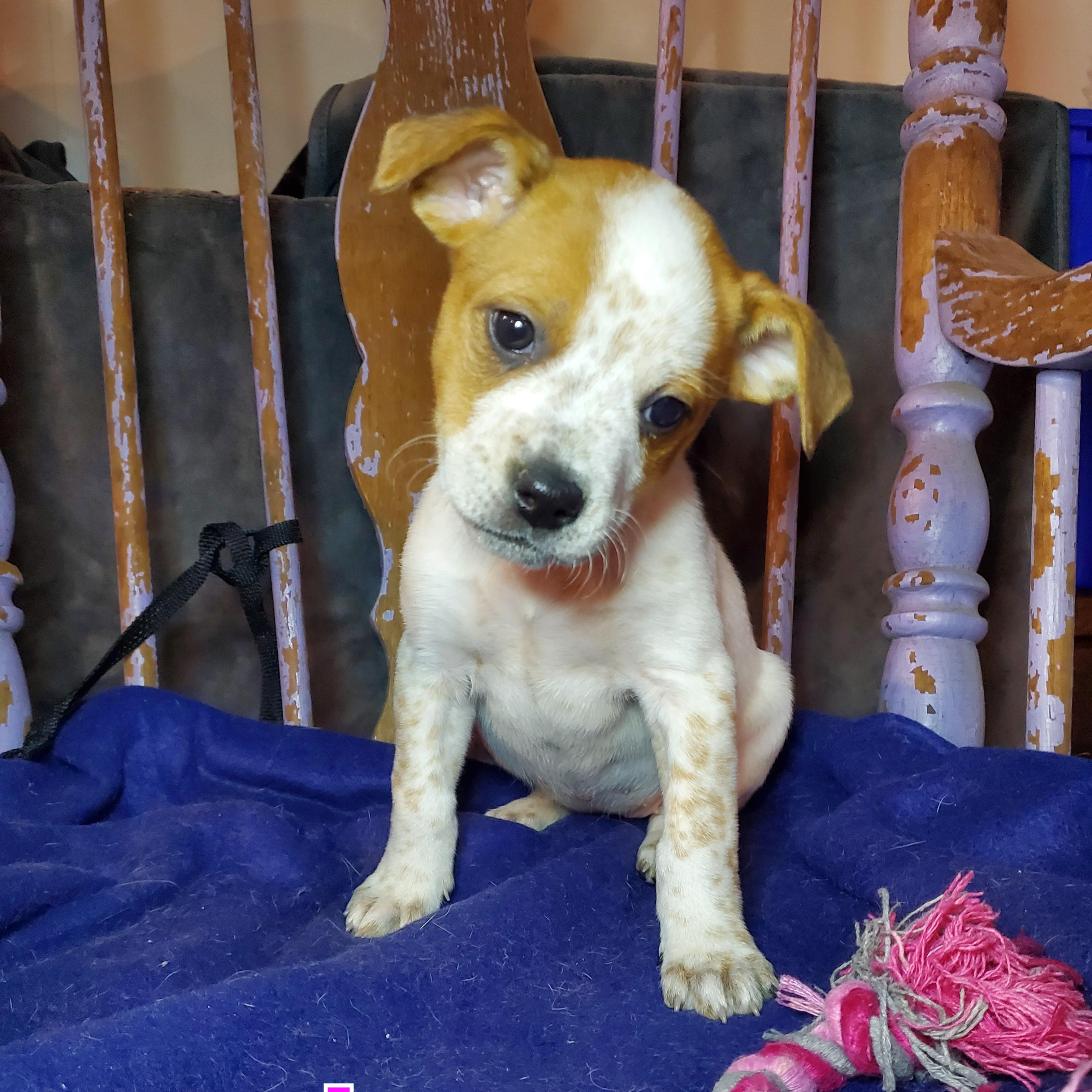 Enlarge Jan, a Adoptable mixed breed in Blairstown, NJ image 4/6