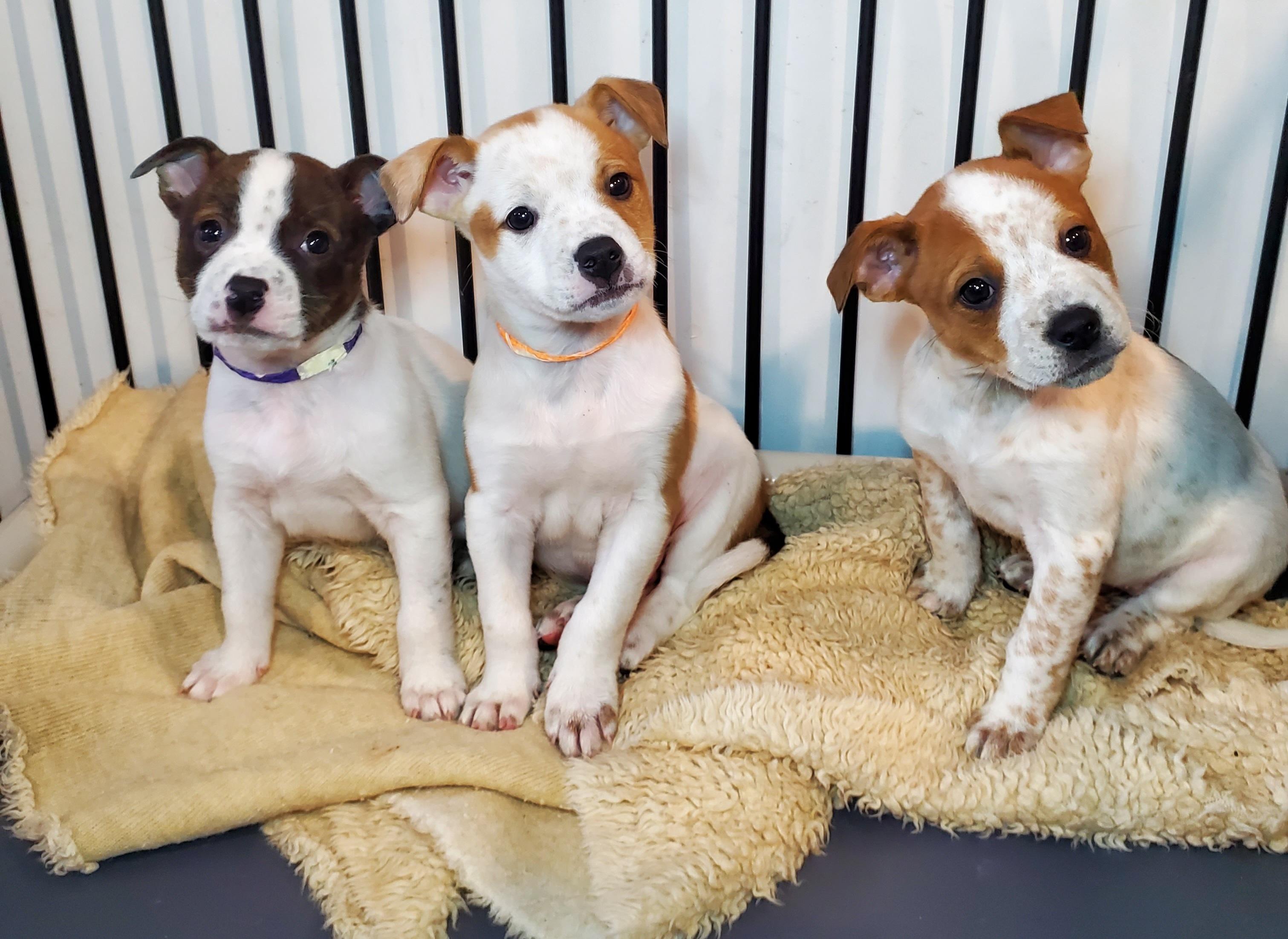 Enlarge Jan, a Adoptable mixed breed in Blairstown, NJ image 2/6