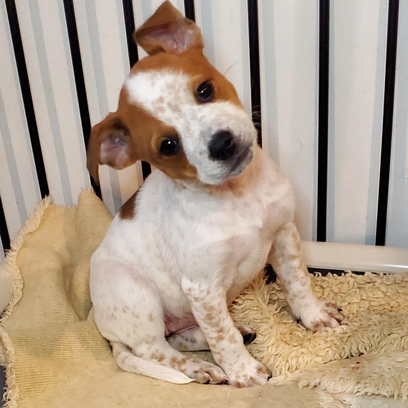 Jan, Adoptable, Puppy Female American Staffordshire Terrier & Australian Cattle Dog / Blue Heeler.
