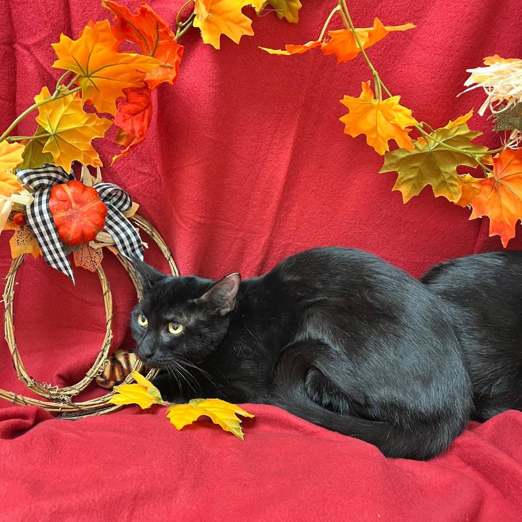 Casey, Adoptable, Young Female Domestic Short Hair.