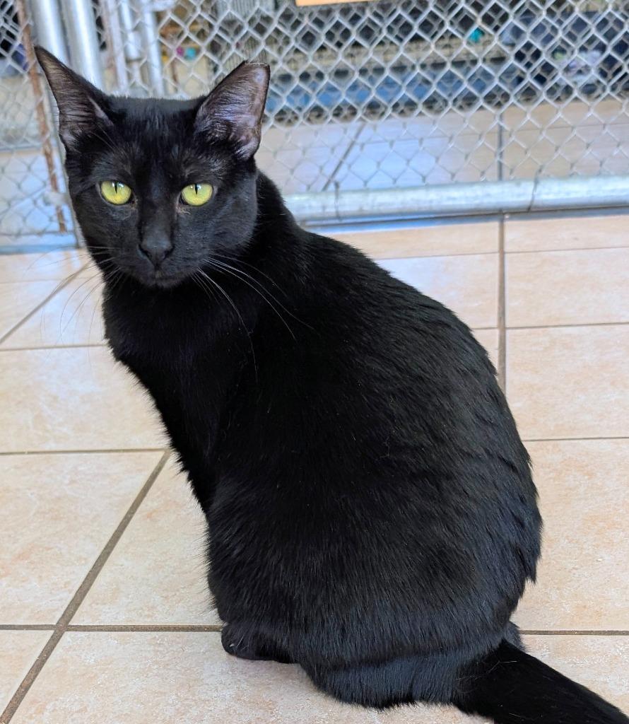 Enlarge Casey, a Adoptable mixed breed in Peoria, AZ image 5/6