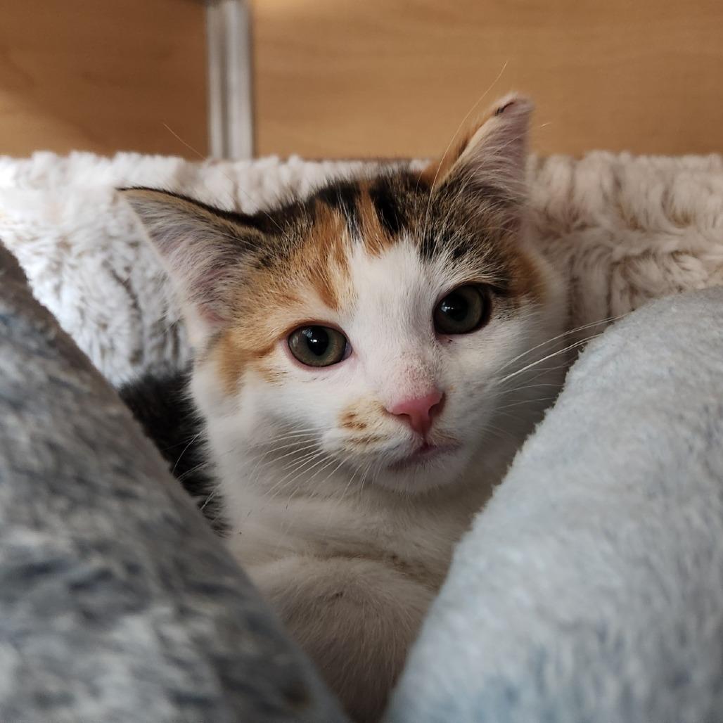 Brittany, Adoptable, Kitten Female Domestic Short Hair.