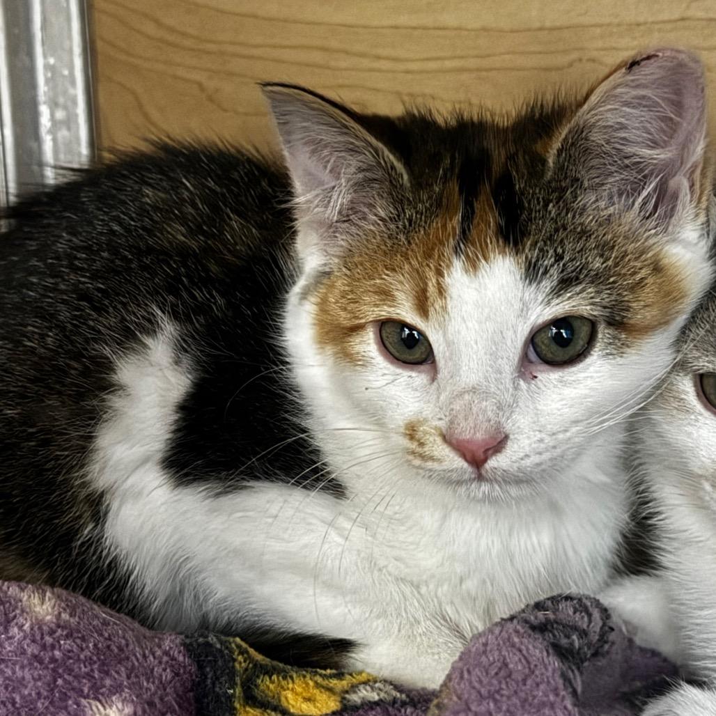 Enlarge Brittany, a Adoptable Domestic Short Hair in Brookfield, WI image 2/3