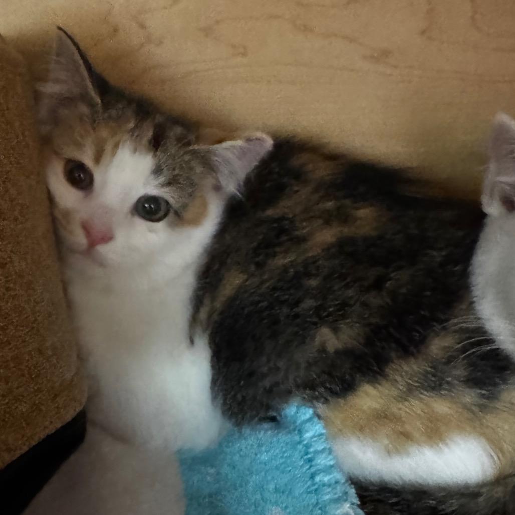 Enlarge Brittany, a Adoptable Domestic Short Hair in Brookfield, WI image 3/3