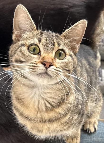Enlarge Wren, an adopted Domestic Short Hair in Dunnigan, CA image 1/1