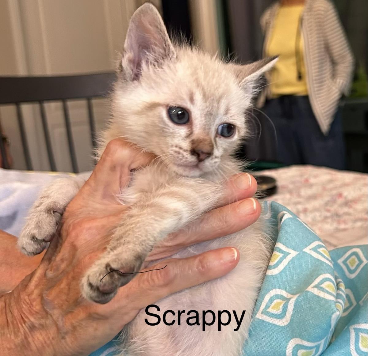 Scrappy, a Adoptable mixed breed in St. Augustine, FL image 1/2