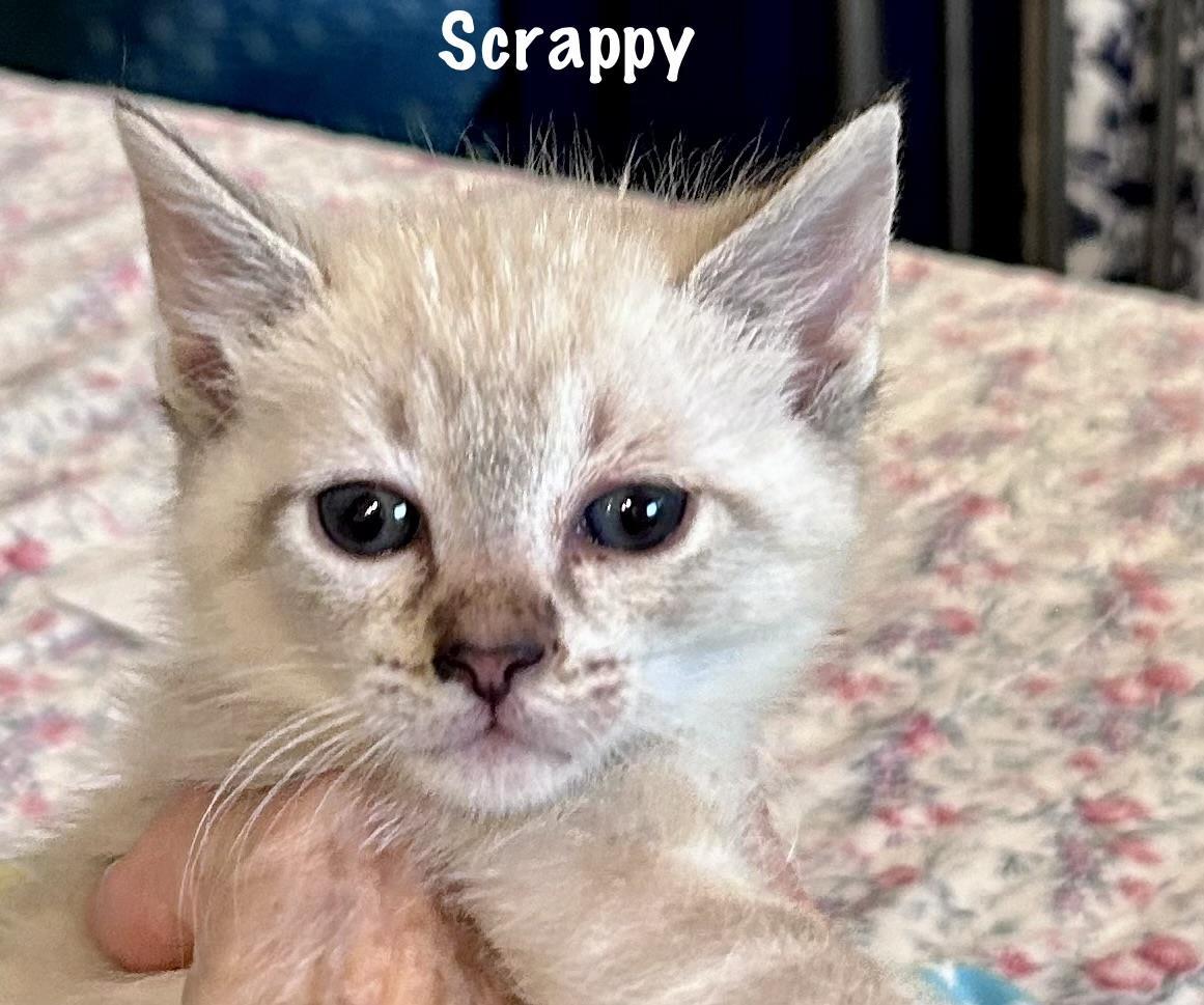 Scrappy, a Adoptable mixed breed in St. Augustine, FL image 2/2