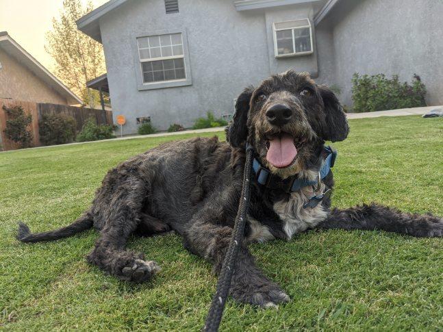 Enlarge Benny, a Adopted mixed breed in Bakersfield, CA image 1/1