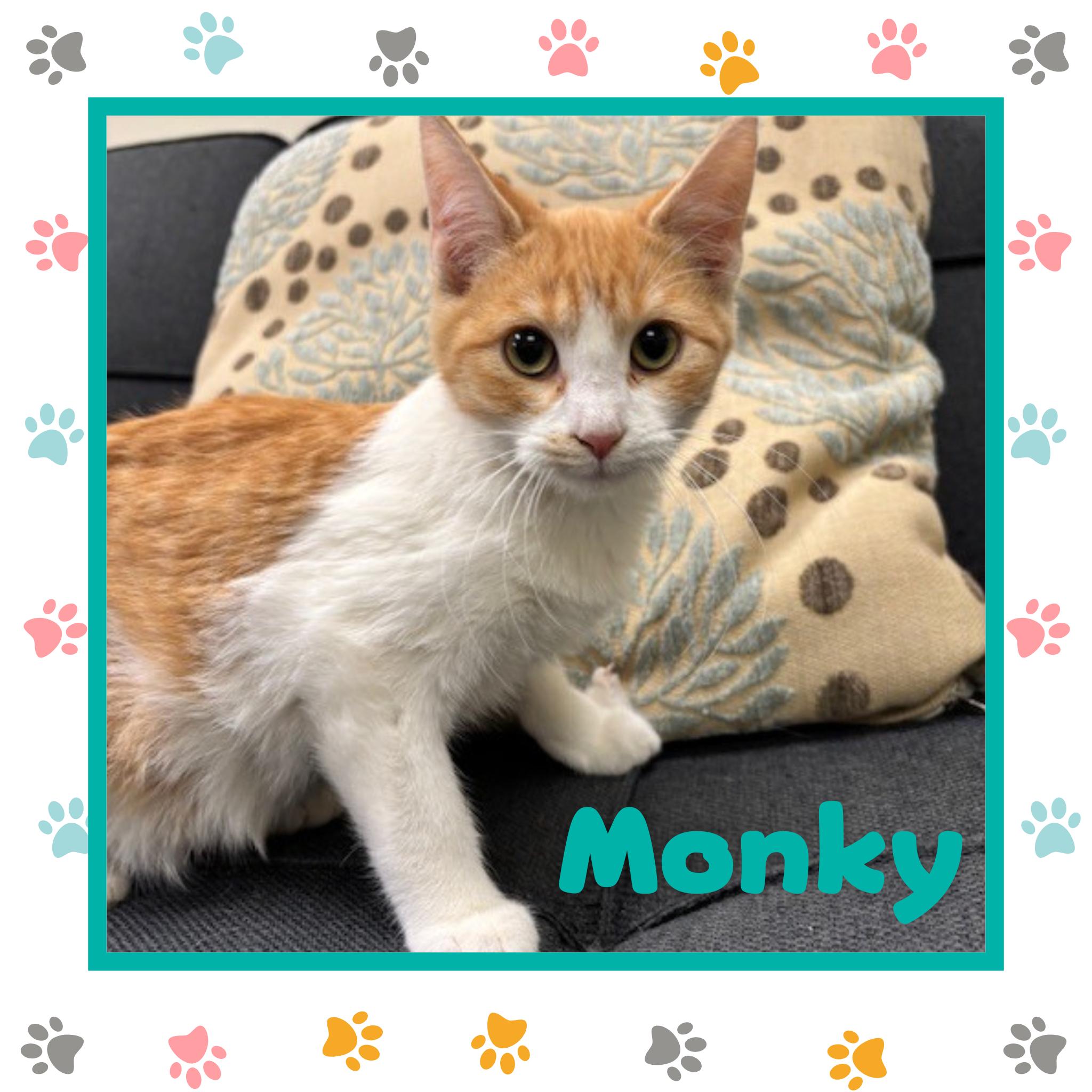 Monky & J Davis, an adoptable Domestic Short Hair in Kearney, NE, 68845 | Photo Image 2