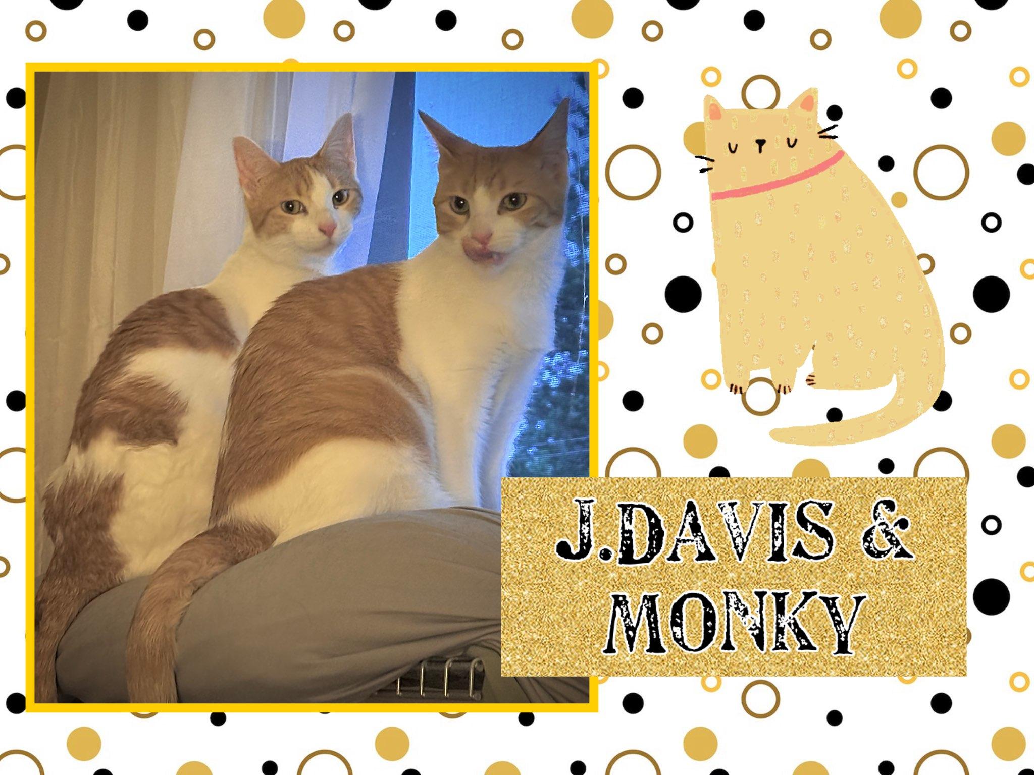 Monky & J Davis, an adoptable Domestic Short Hair in Kearney, NE, 68845 | Photo Image 1