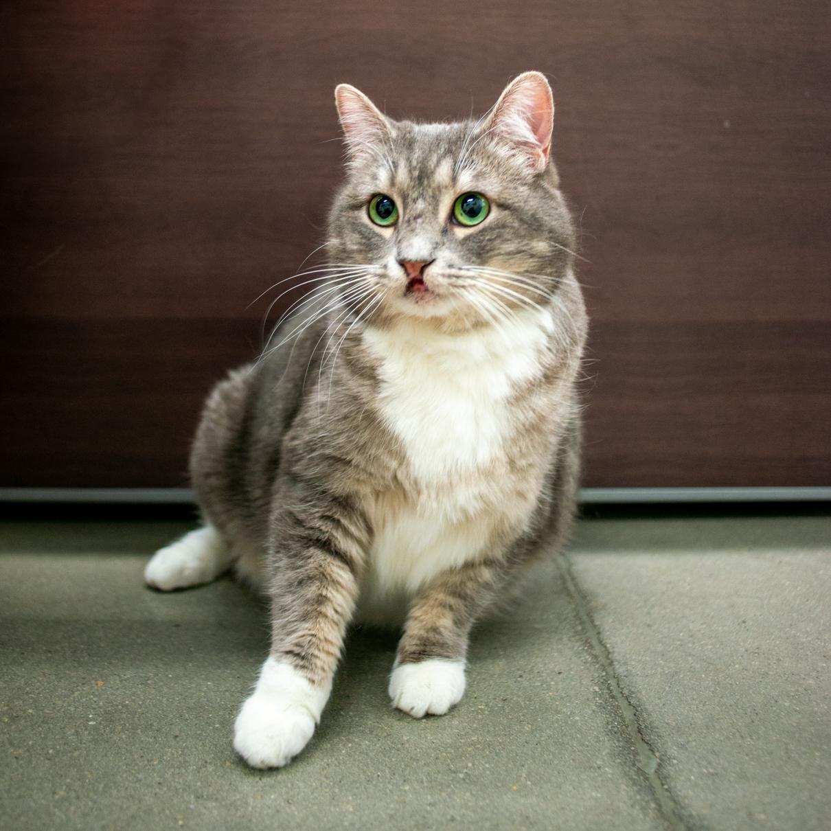 Pinker, Adoptable, Senior Female Domestic Short Hair.
