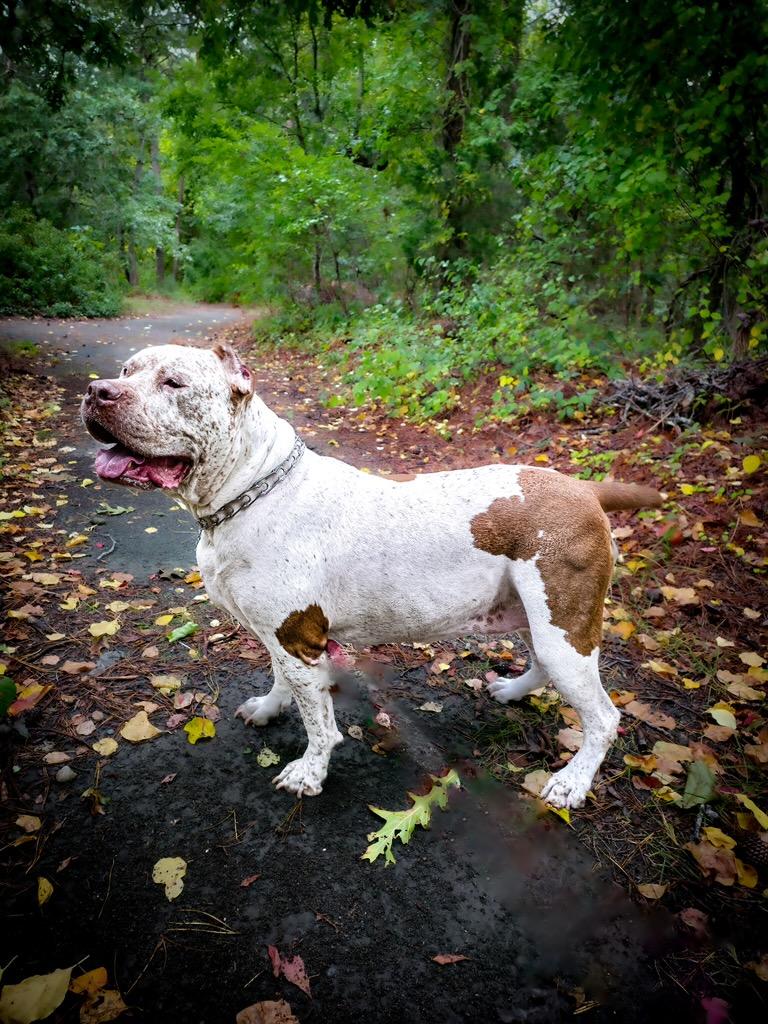 Nora, Adoptable, Adult Female Cane Corso.