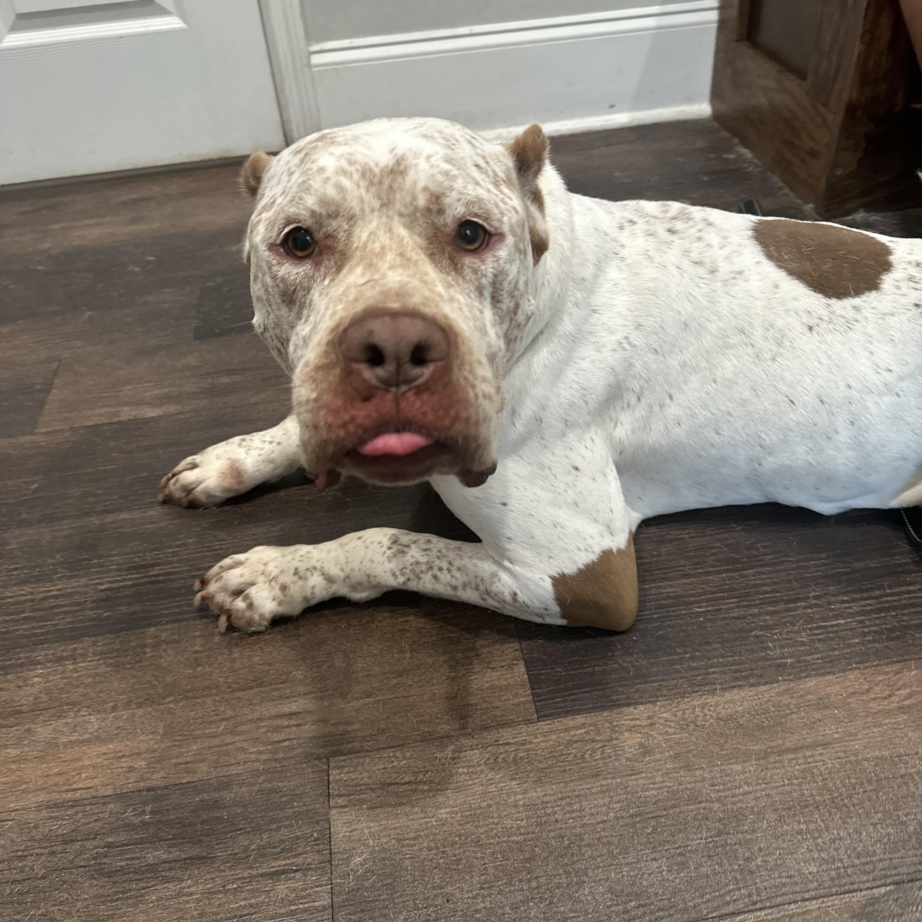 Nora, Adoptable, Adult Female Cane Corso.