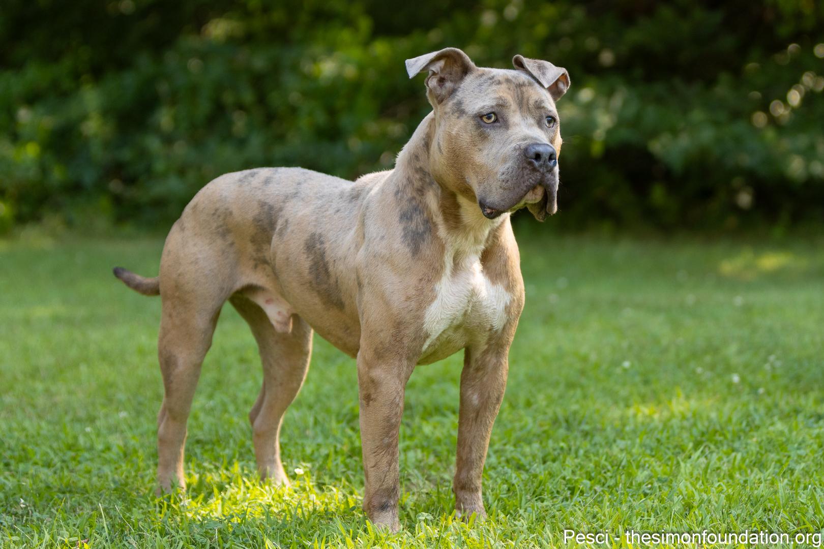 Pesci, Adoptable, Adult Male Pit Bull Terrier.