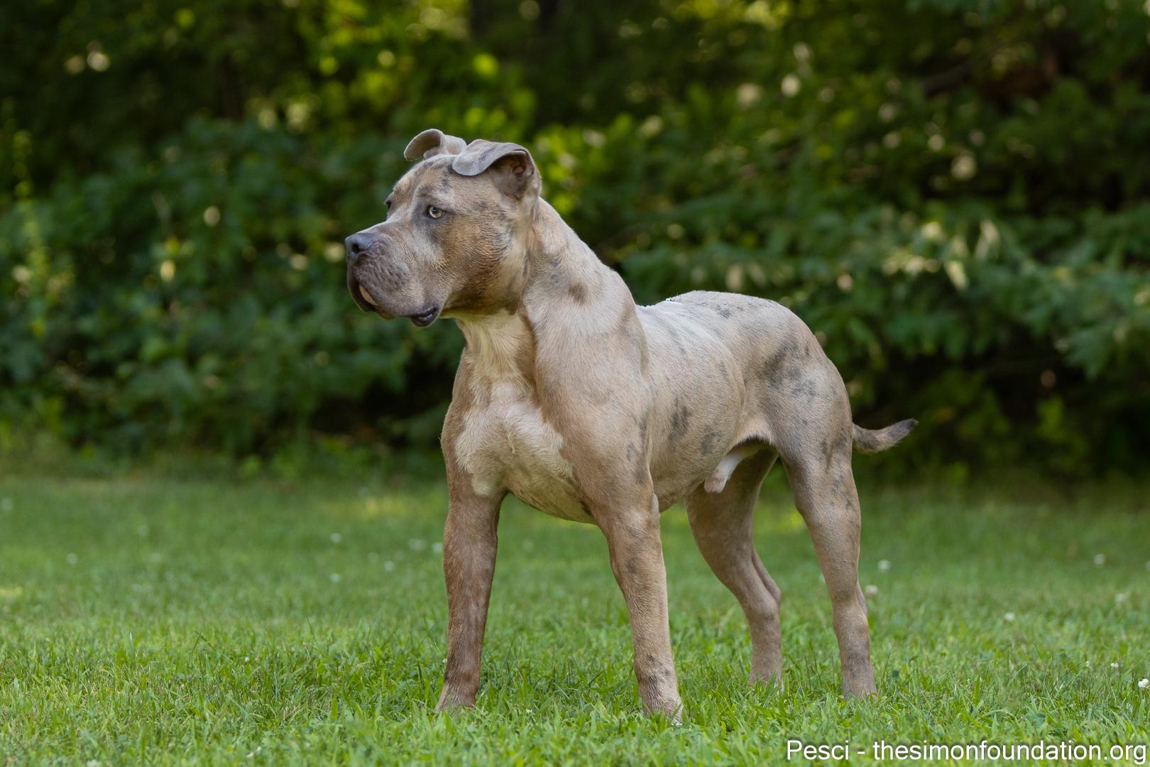 Enlarge Pesci, a Adoptable mixed breed in Bloomfield, CT image 2/4