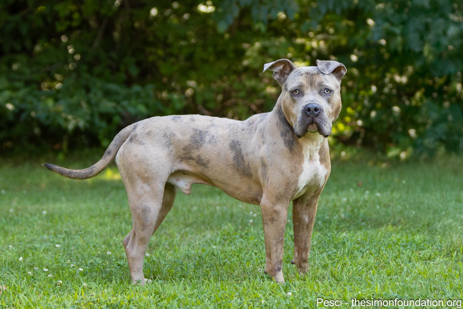 Enlarge Pesci, a Adoptable mixed breed in Bloomfield, CT image 3/4