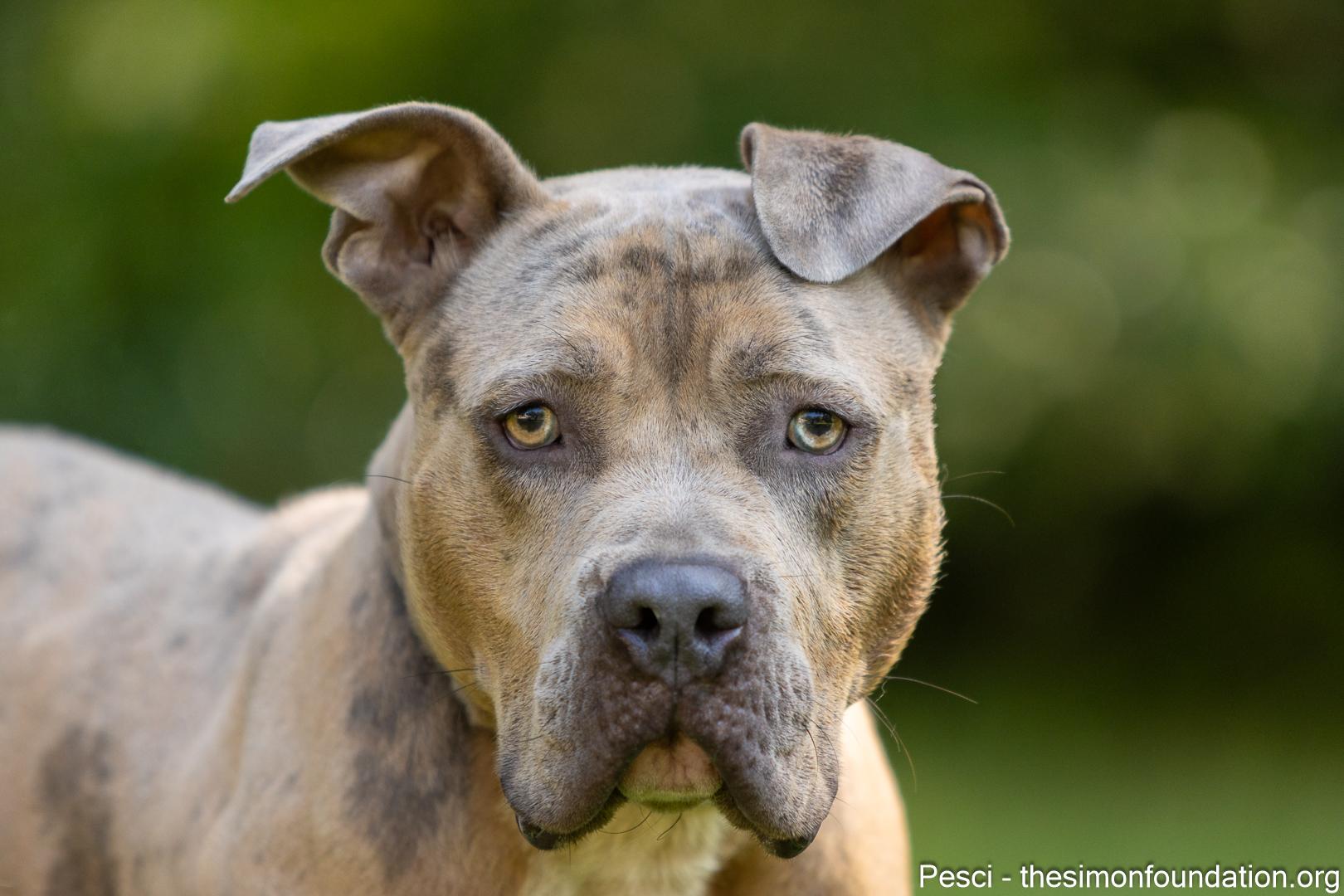 Enlarge Pesci, a Adoptable mixed breed in Bloomfield, CT image 4/4