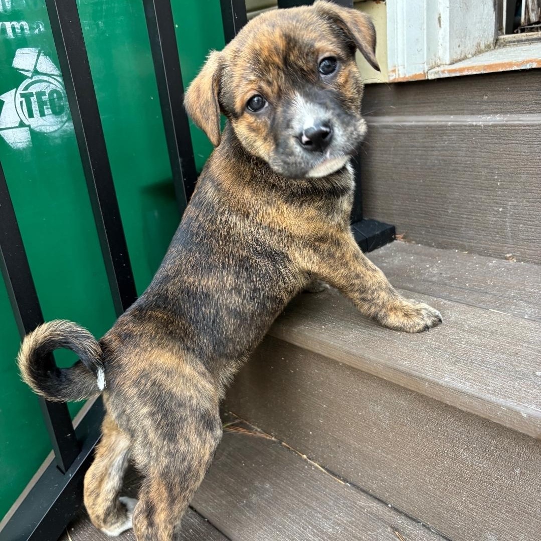 Enlarge DJ, a Adoptable mixed breed in Colonial Heights, VA image 1/1