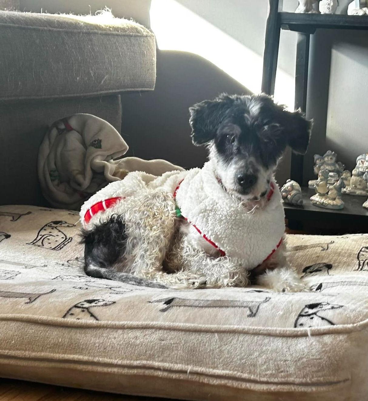 Baloo Sotis, a Adoptable Poodle in Saunderstown, RI image 1/3