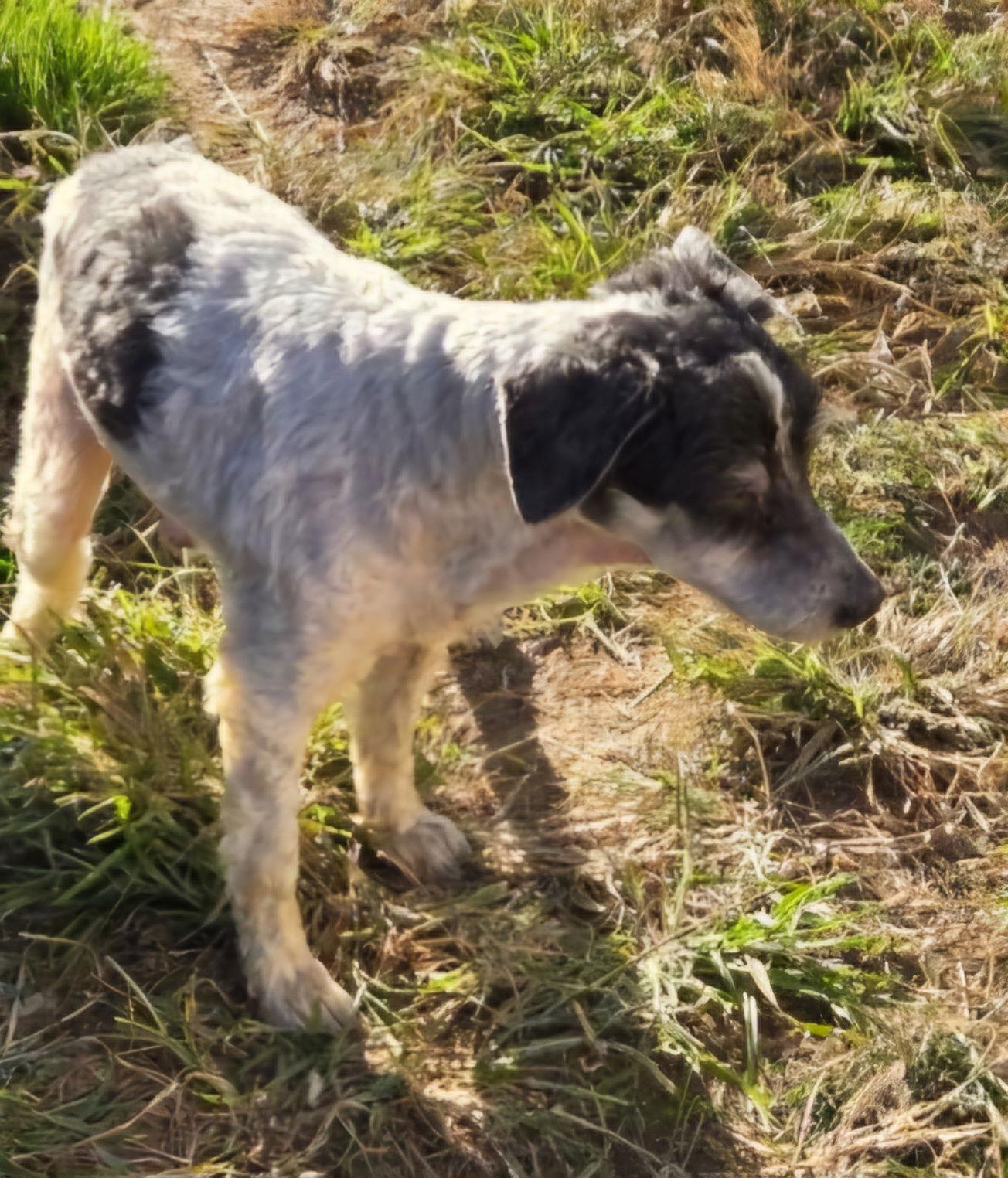 Baloo Sotis, a Adoptable Poodle in Saunderstown, RI image 2/3