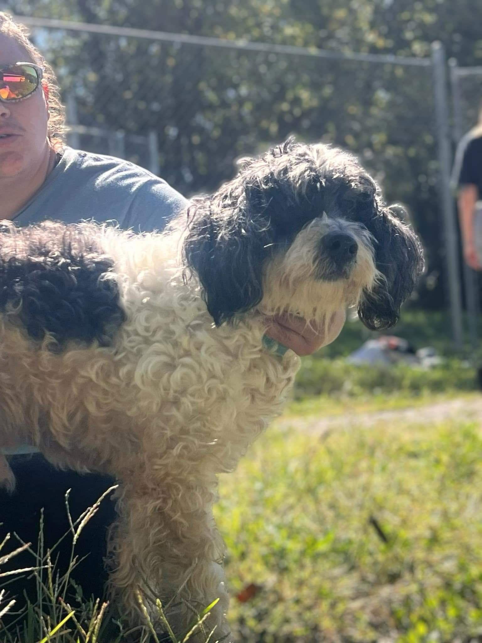 Baloo Sotis, a Adoptable Poodle in Saunderstown, RI image 3/3