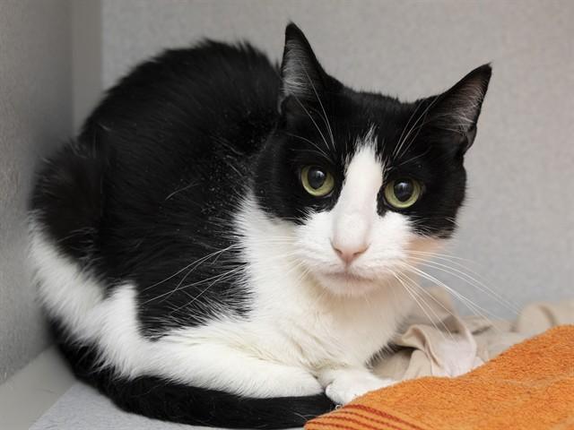 ALICE, Adoptable, Young Female Domestic Short Hair.