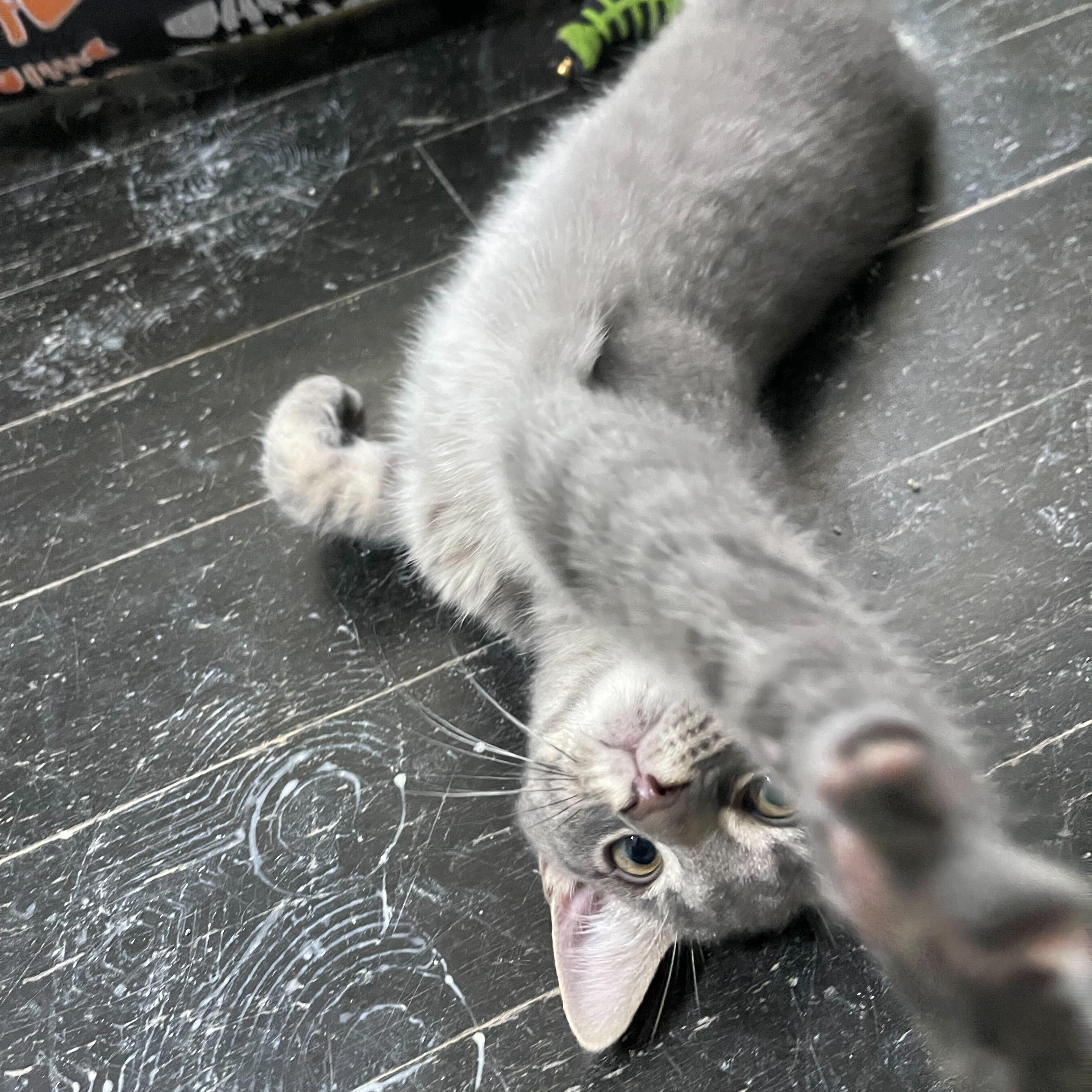 Enlarge Wooly (bonded to Foxy), a Adoptable Domestic Short Hair in East Brunswick, NJ image 3/4