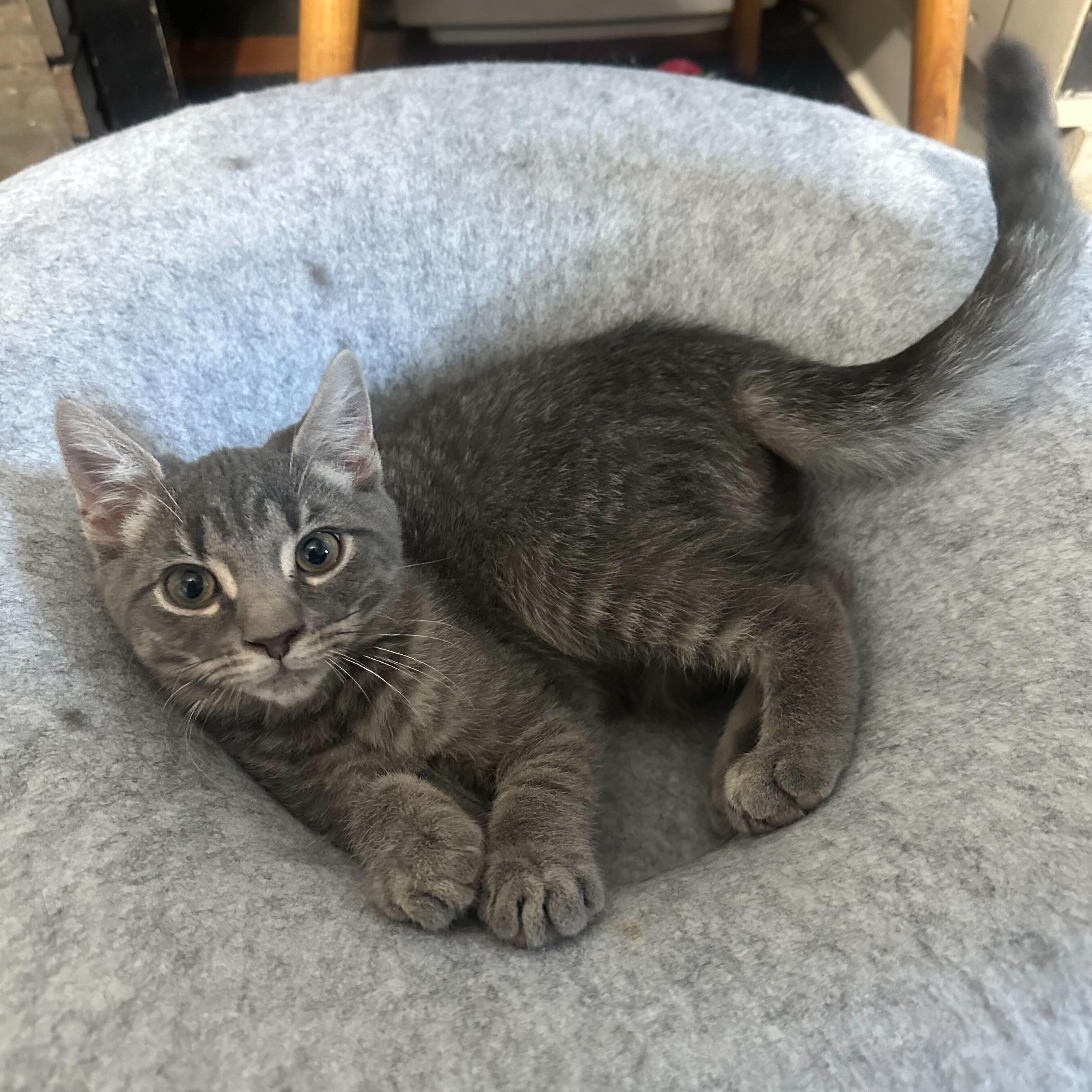 Wooly (bonded to Foxy), Adoptable, Kitten Male Domestic Short Hair.