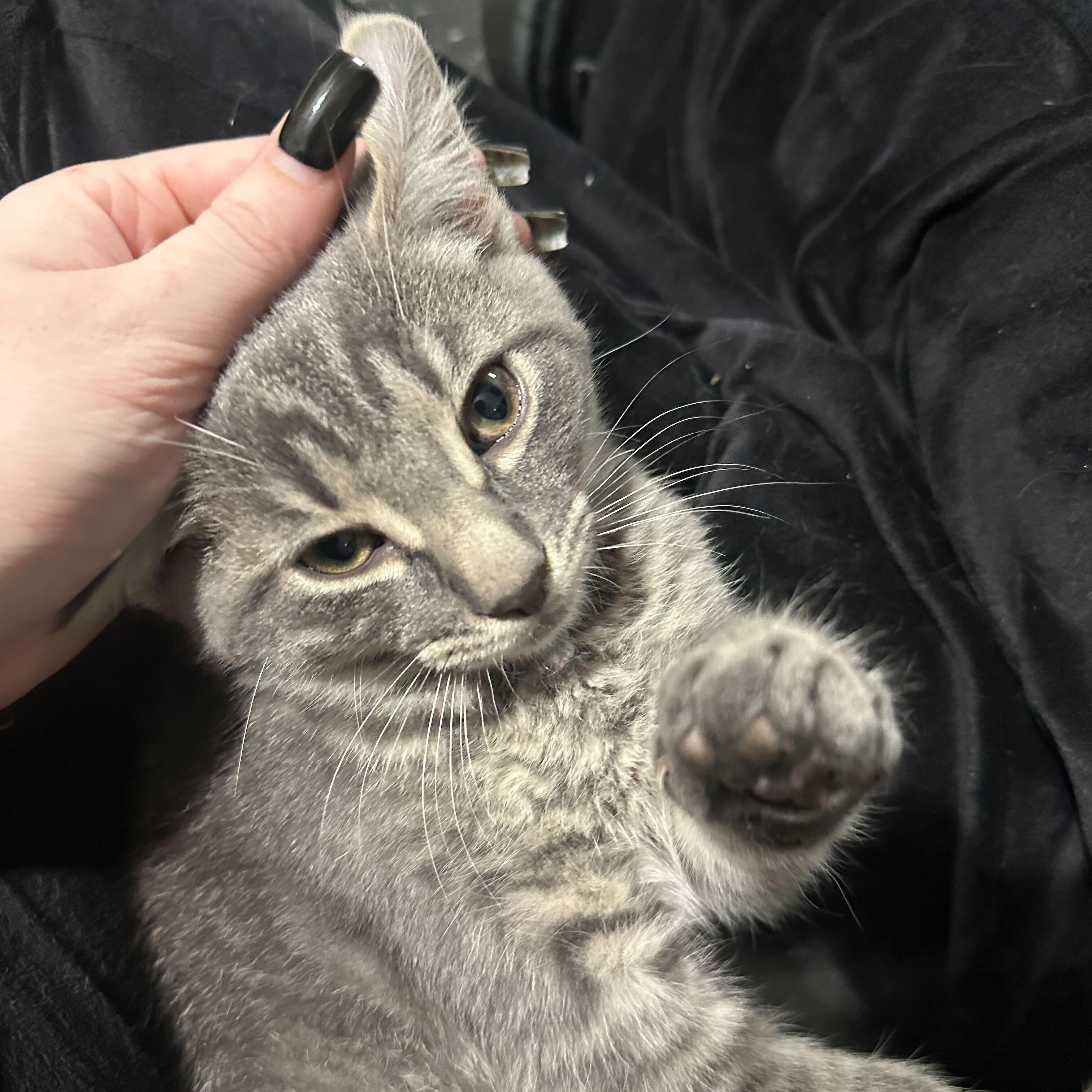 Enlarge Wooly (bonded to Foxy), a Adoptable Domestic Short Hair in East Brunswick, NJ image 2/4