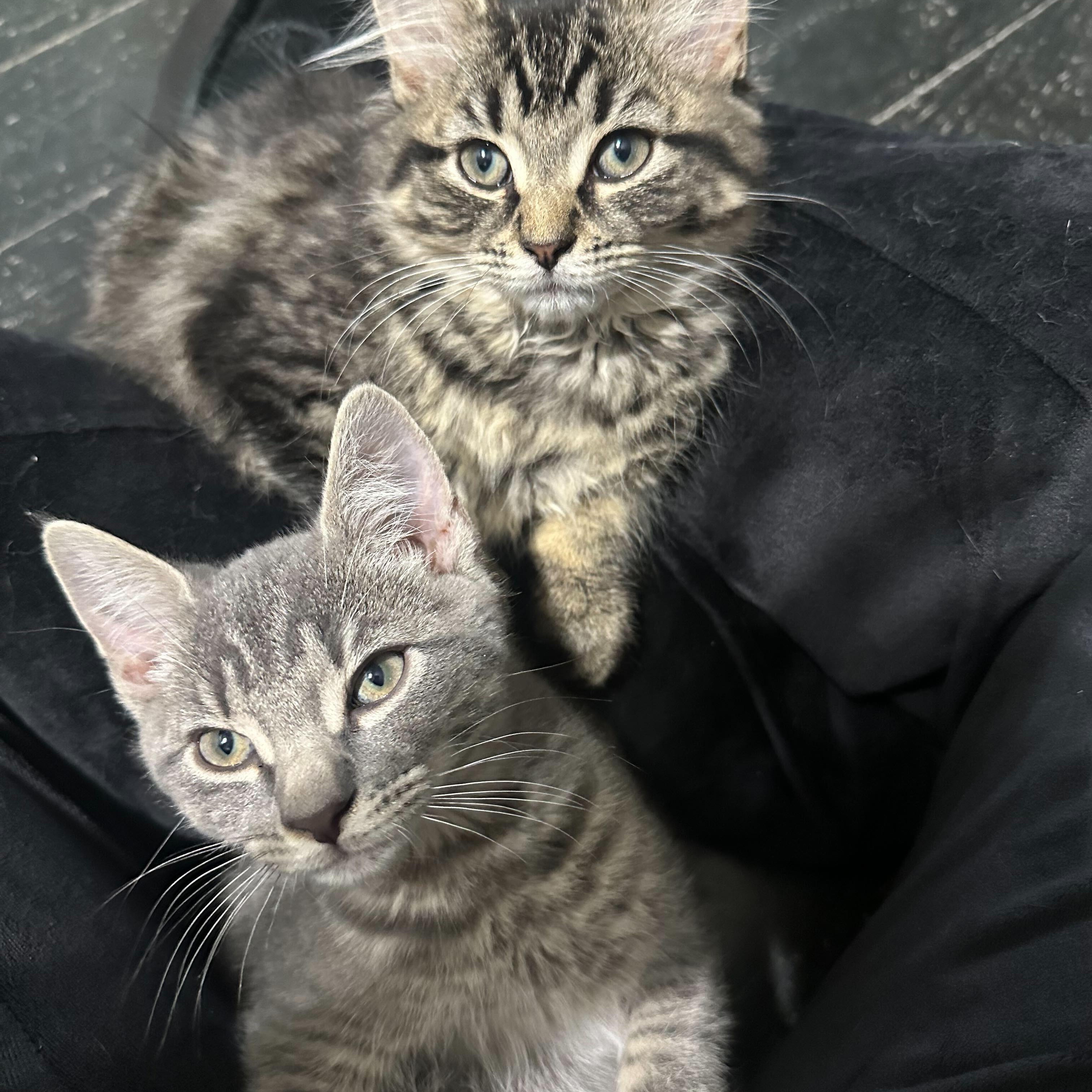Enlarge Wooly (bonded to Foxy), a Adoptable Domestic Short Hair in East Brunswick, NJ image 4/4