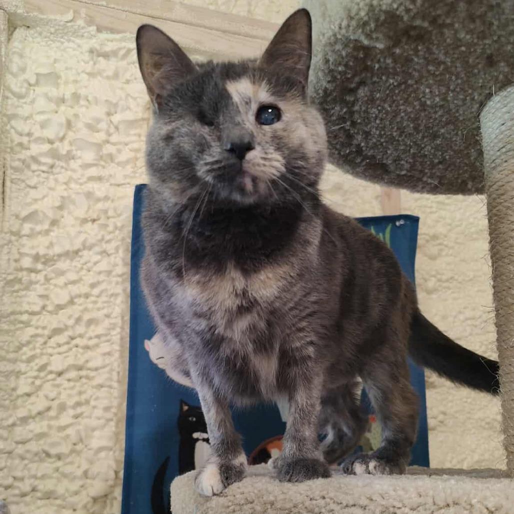 Misty, a Adoptable Domestic Short Hair in Flower Mound, TX image 1/4